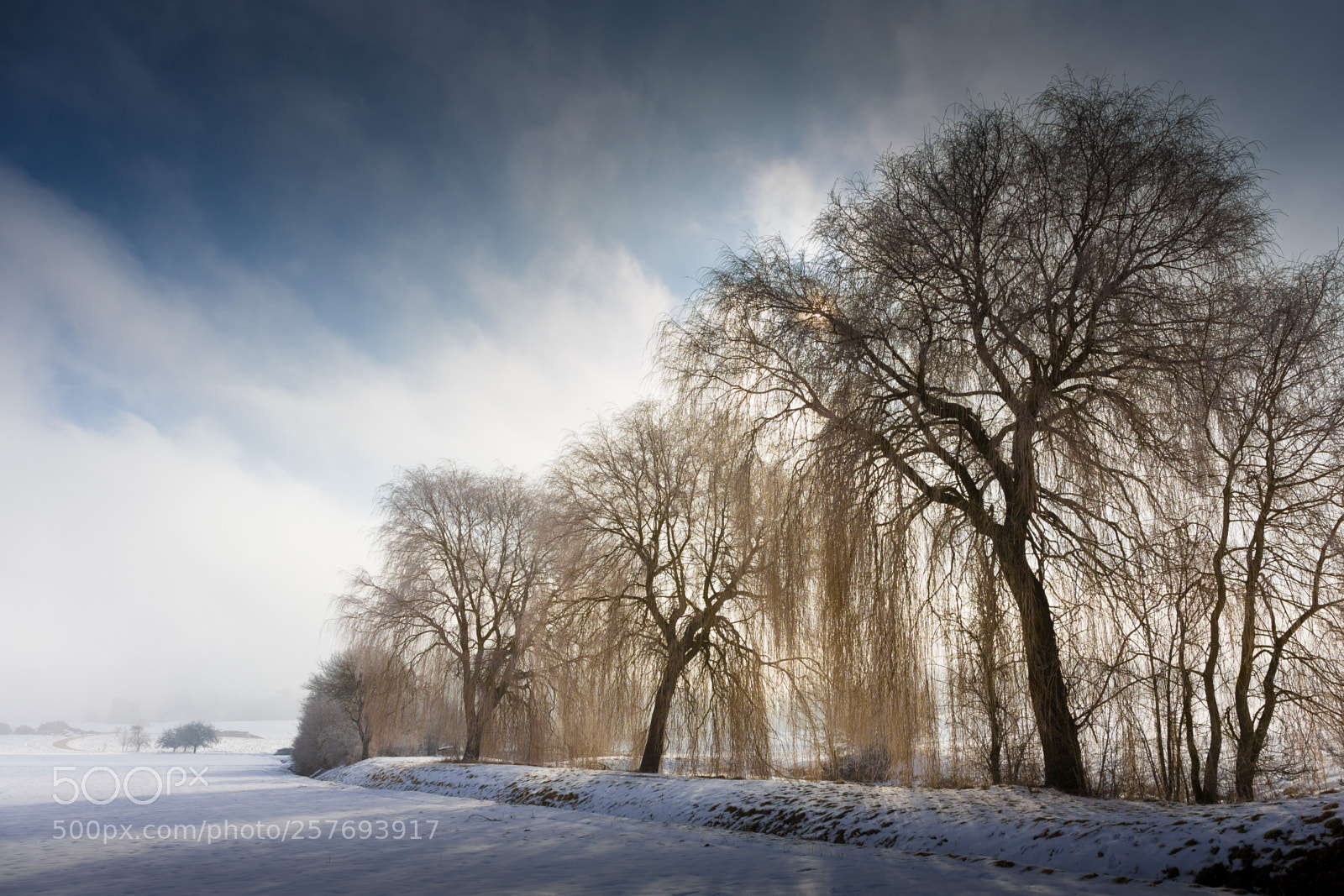 Canon EOS 6D sample photo. Weeping willow photography