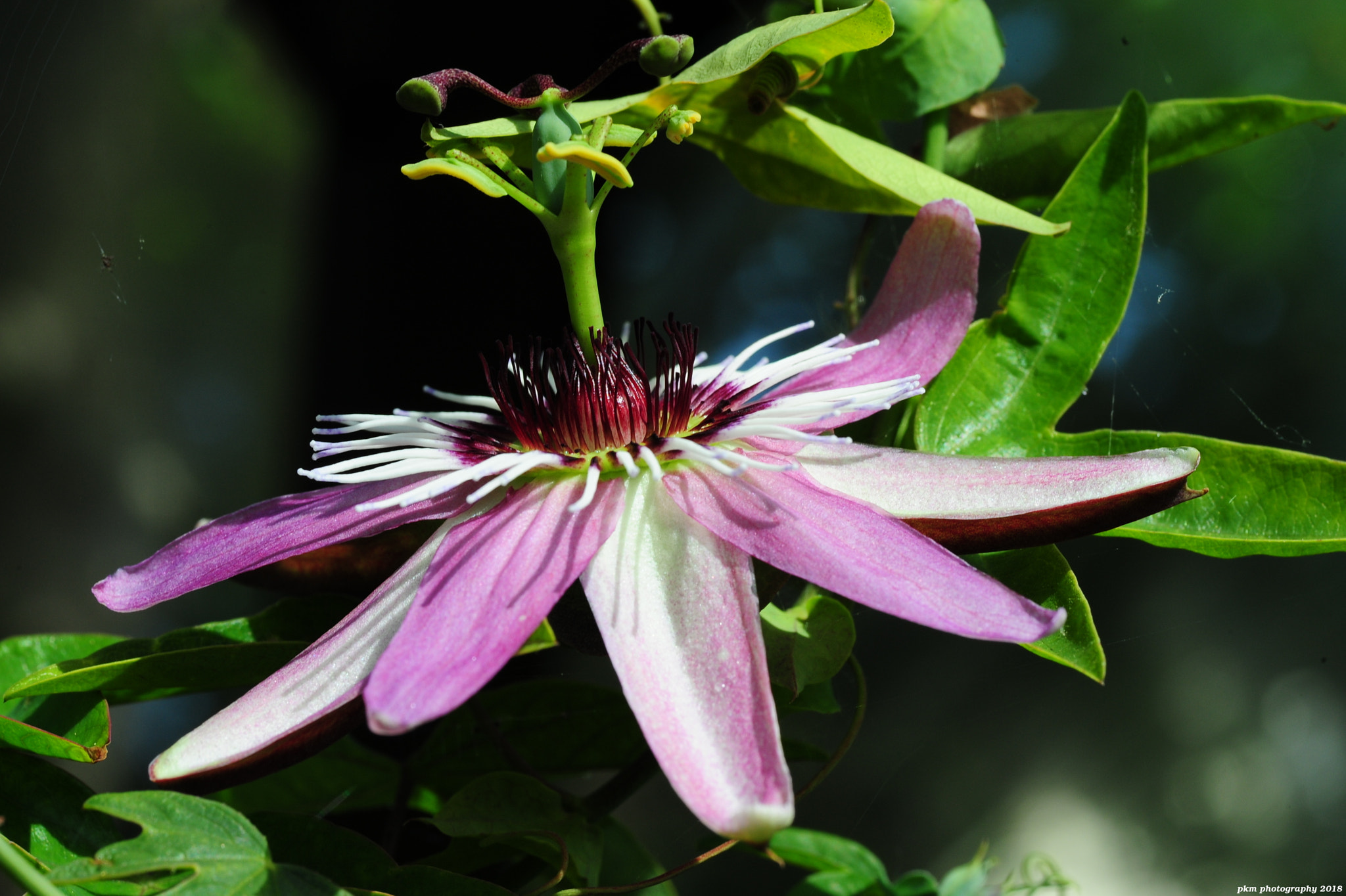 Nikon D700 sample photo. Fresh flower photography