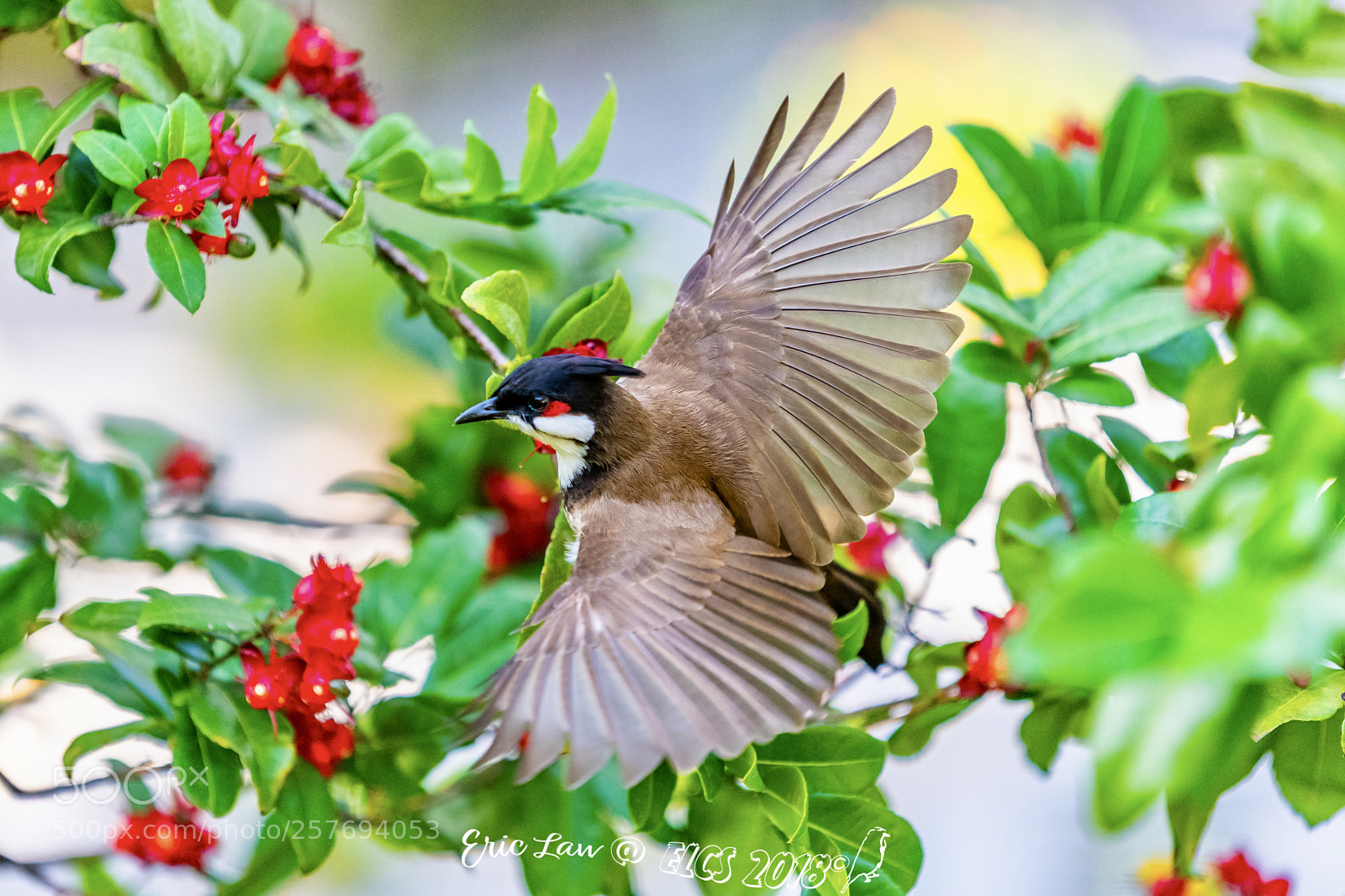 Nikon D850 sample photo. Birds photography