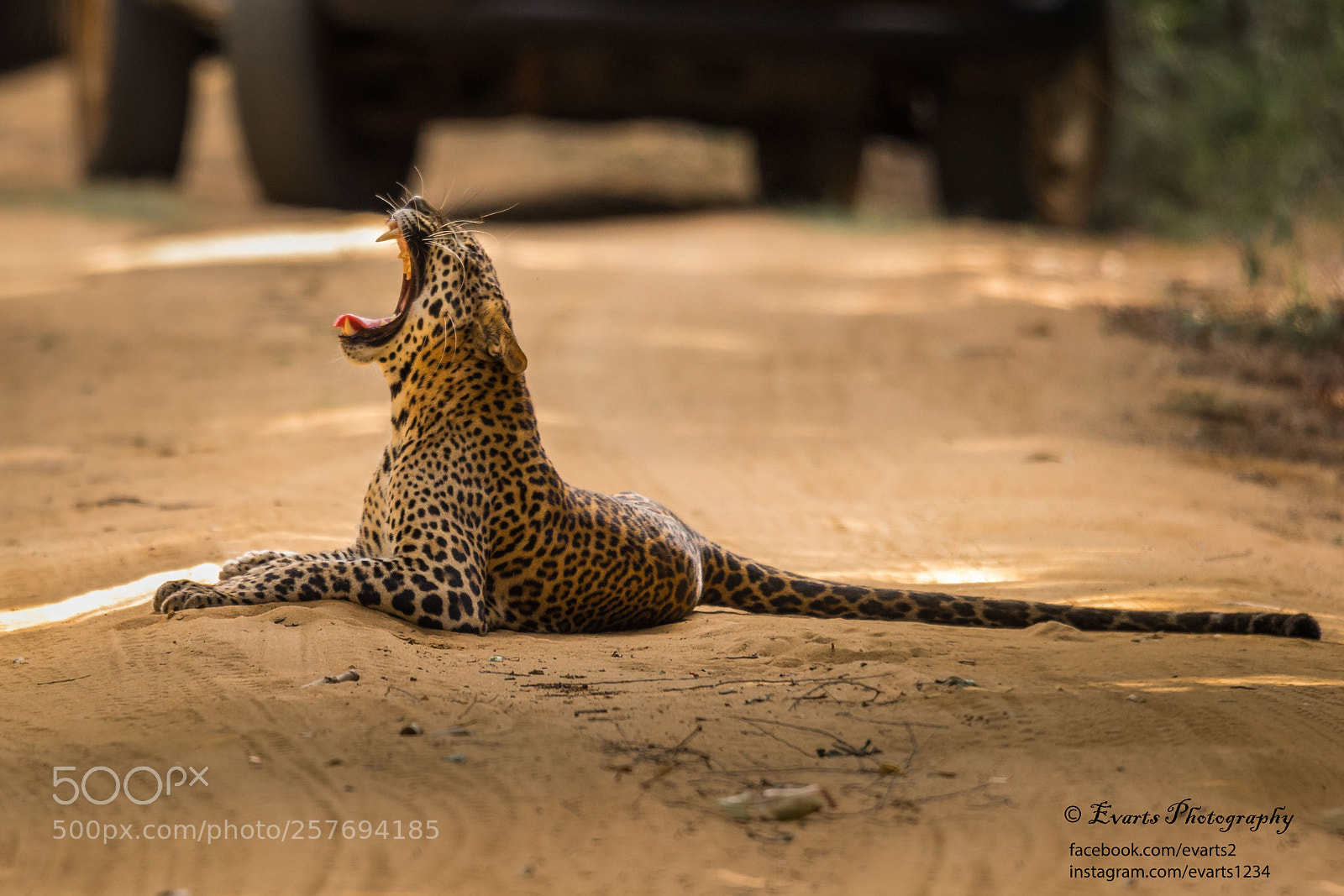 Canon EOS 5D Mark IV sample photo. One lazy yawn photography