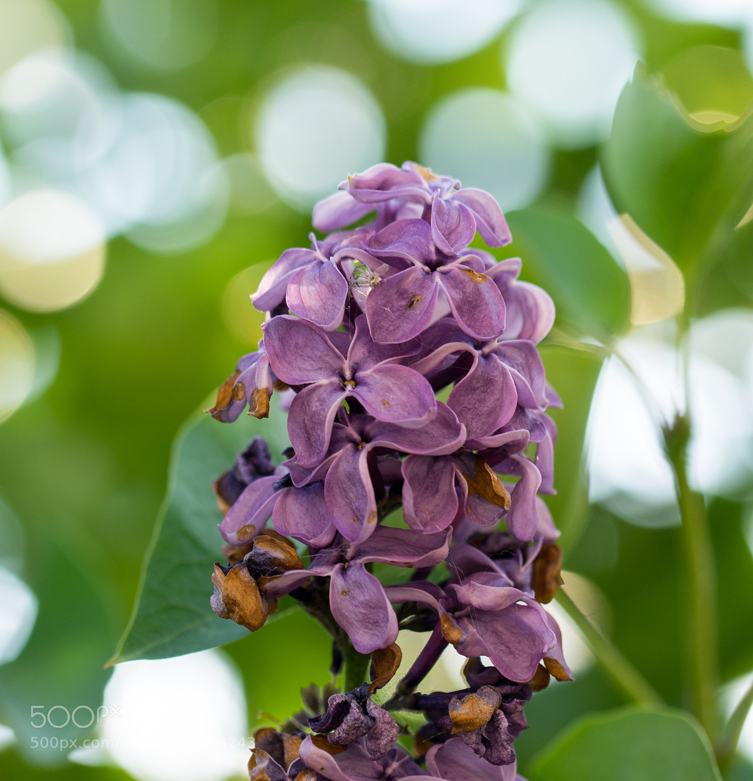 Nikon D3300 sample photo. Purple flower photography