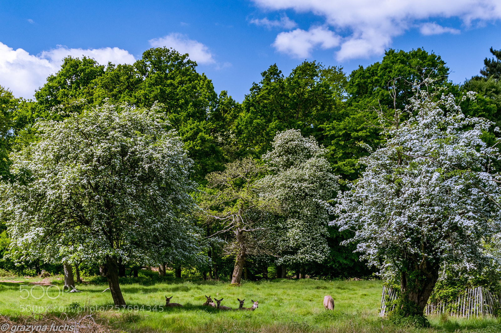 Nikon D3300 sample photo. They live with greater photography