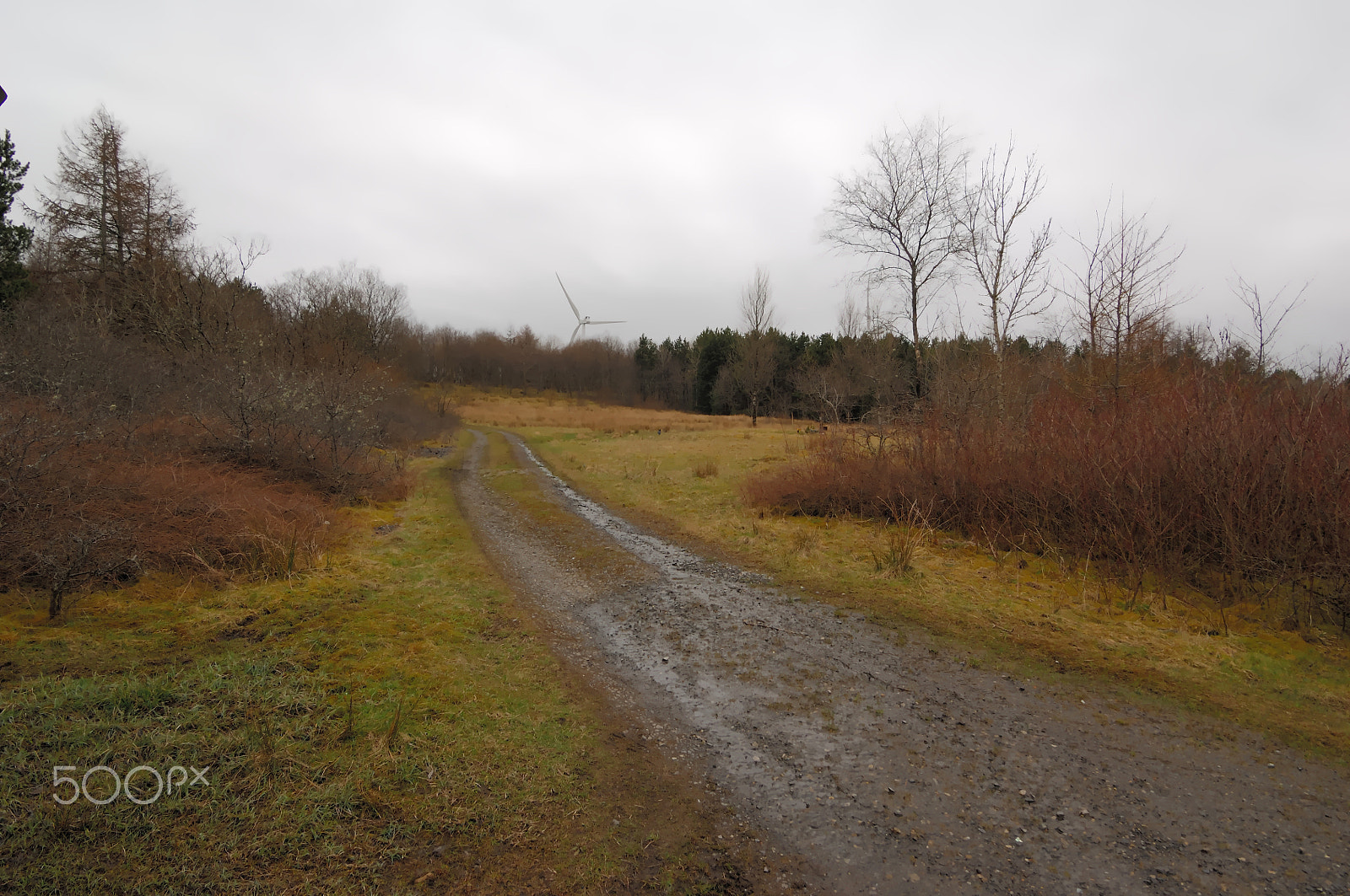 Nikon D2X sample photo. Hillside track photography