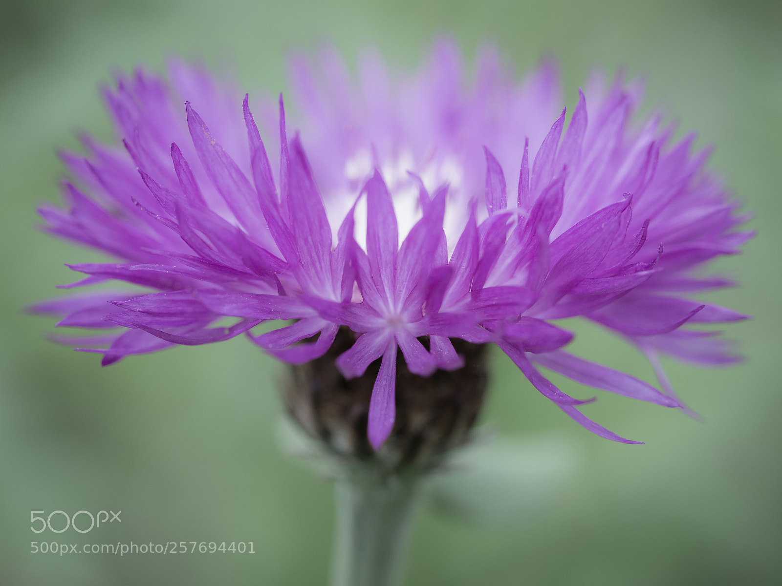 Canon EOS 6D sample photo. Cornflower photography