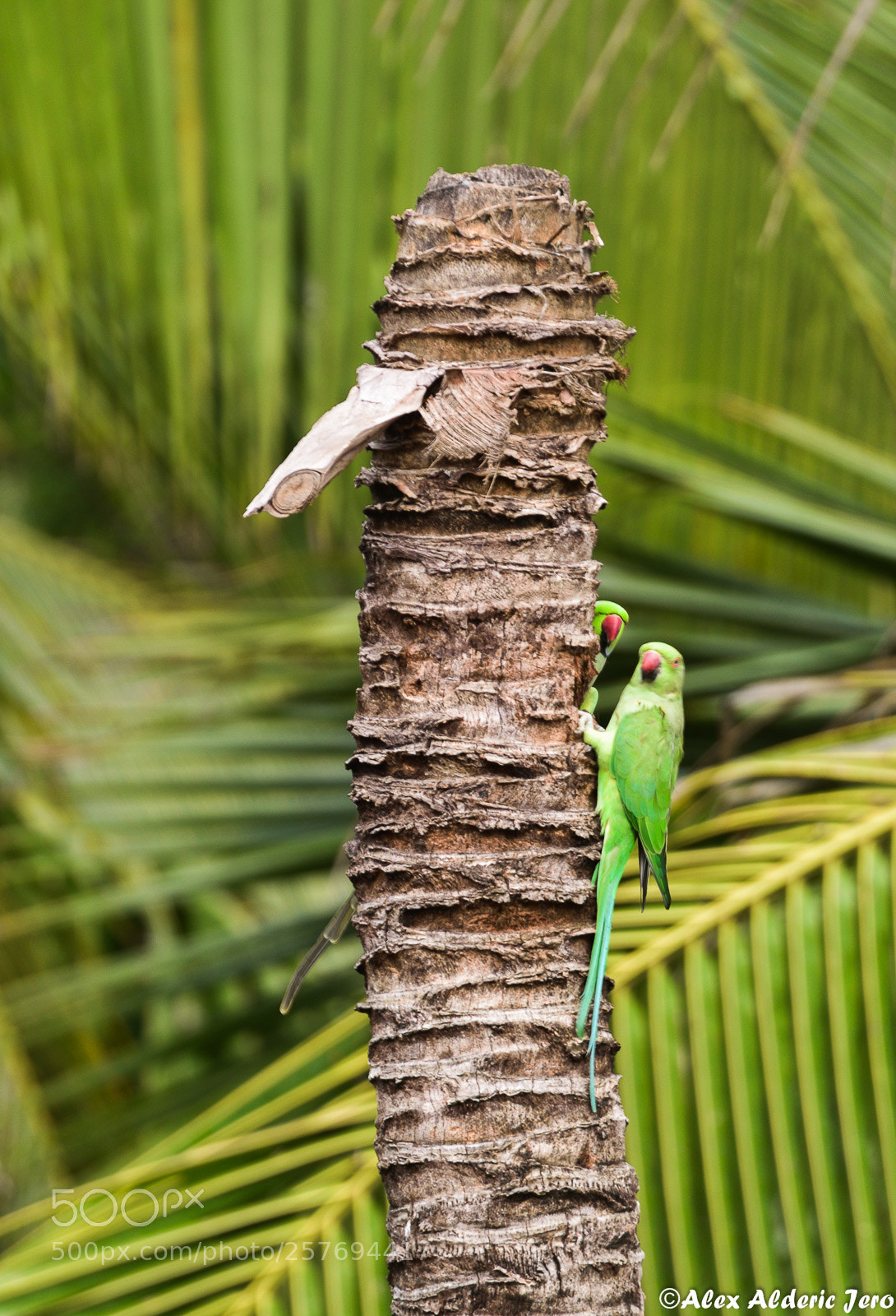 Nikon D810 sample photo. Rose ringed parakeet photography