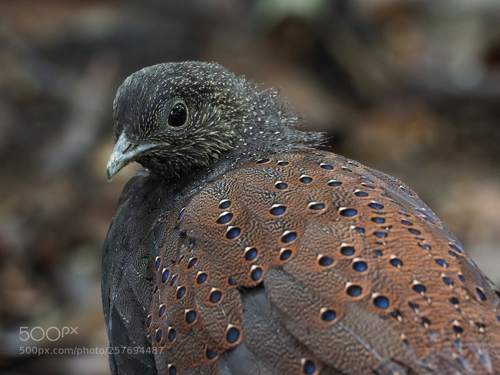 Olympus OM-D E-M1 Mark II sample photo. Mountain peacock pheasant photography