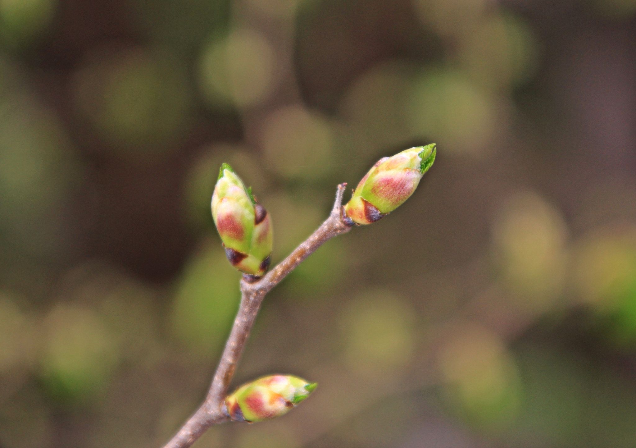Canon TS-E 90mm F2.8 Tilt-Shift sample photo. Llegada de la primavera photography