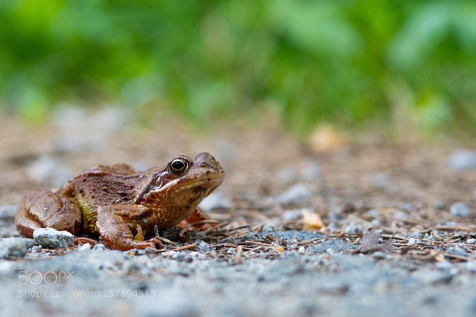 Nikon D7100 sample photo. Frog photography