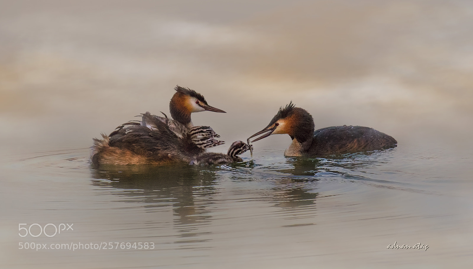 Nikon D5 sample photo. Bahri - great crested photography