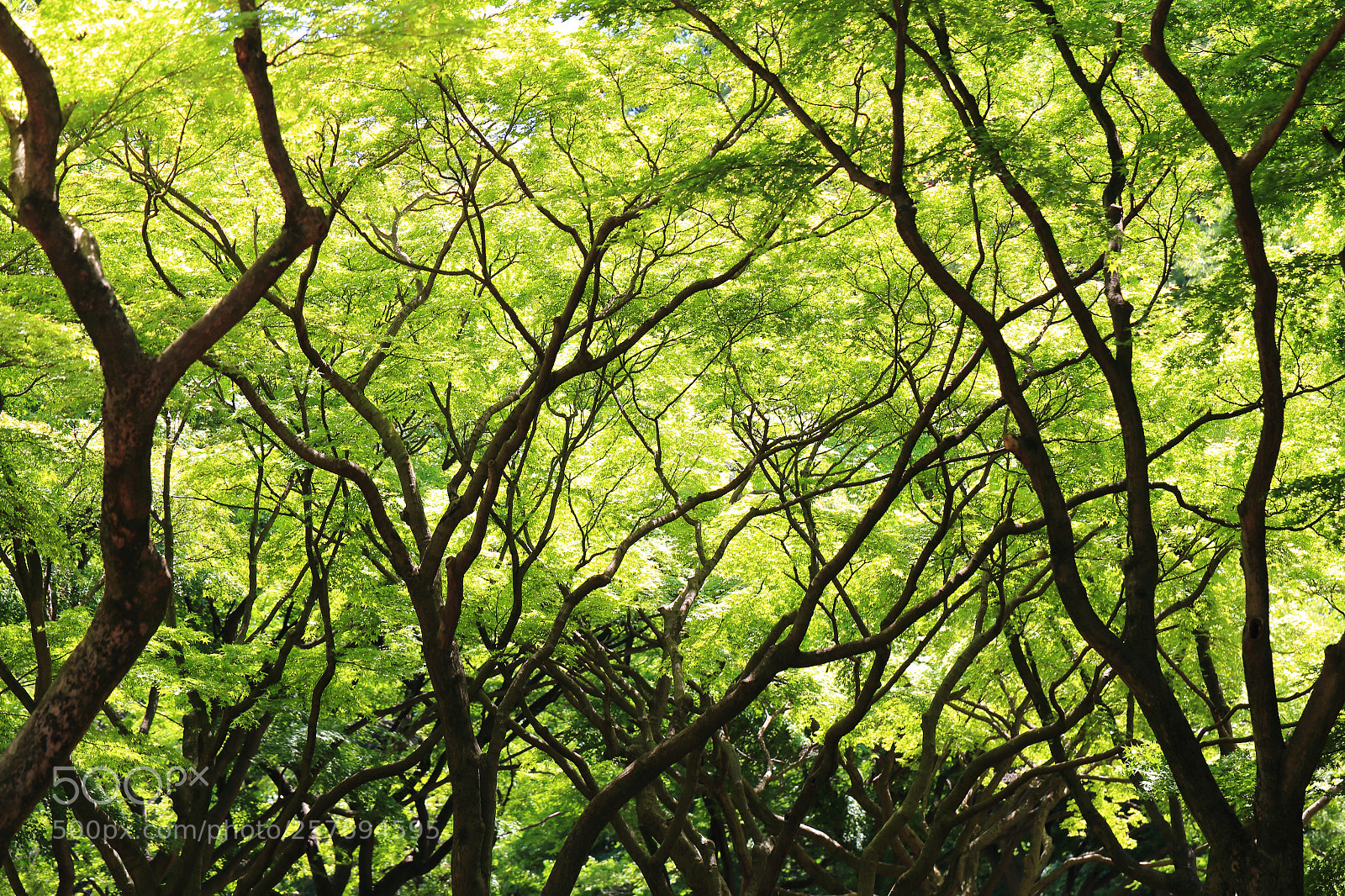 Canon EOS 6D sample photo. Verdure photography