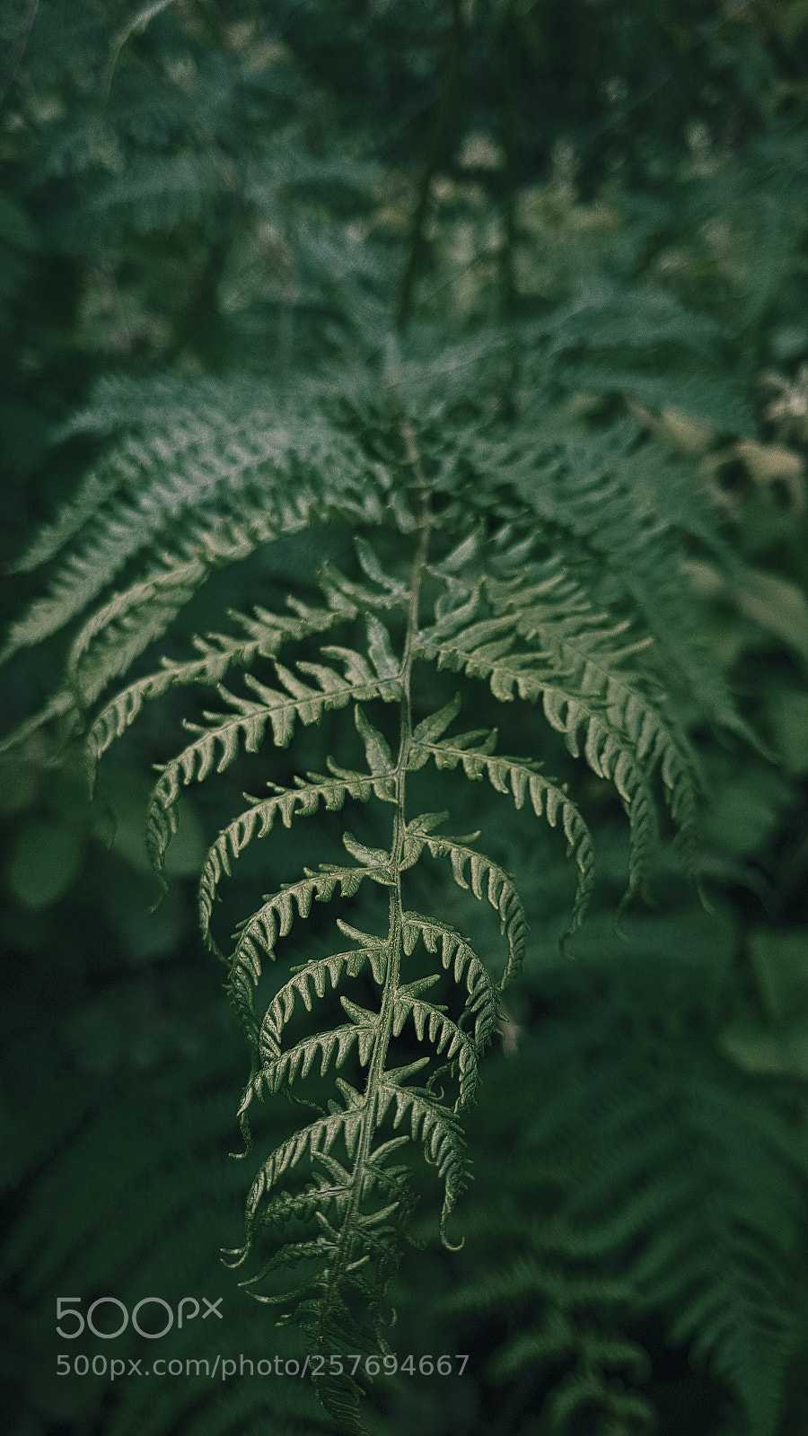Samsung Galaxy S8+ sample photo. The leaf photography