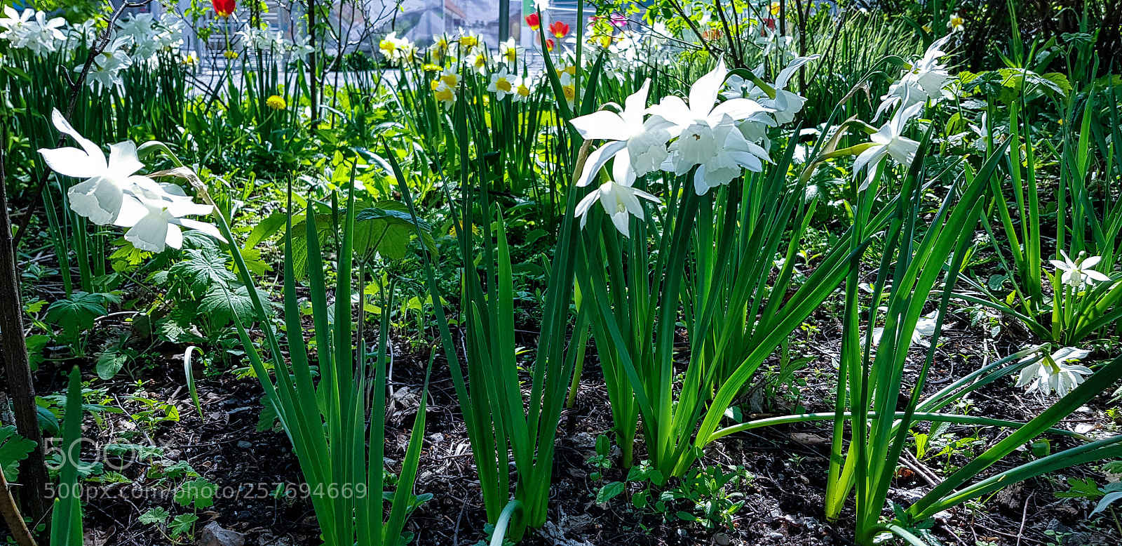 Samsung Galaxy S8 sample photo. Flowers in all colors photography