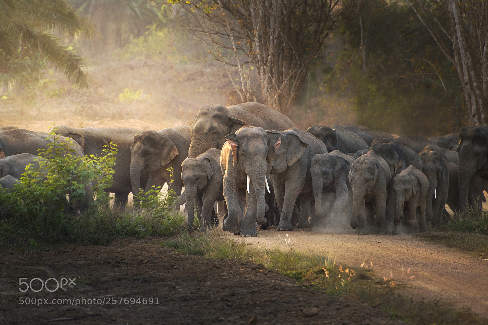 Nikon D750 sample photo. Thai elephant in wild photography