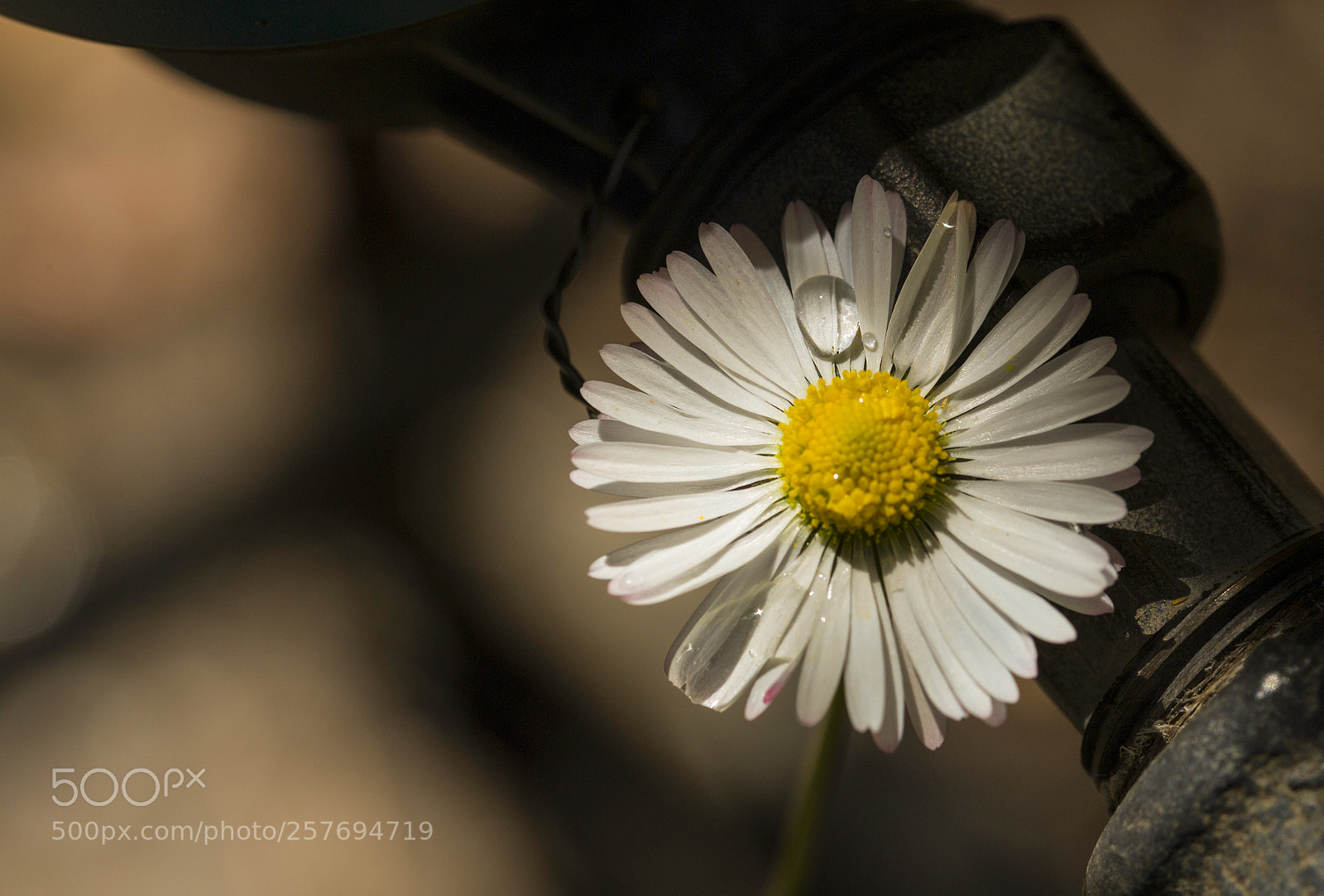 Canon EOS 6D sample photo. A drop for daisy photography