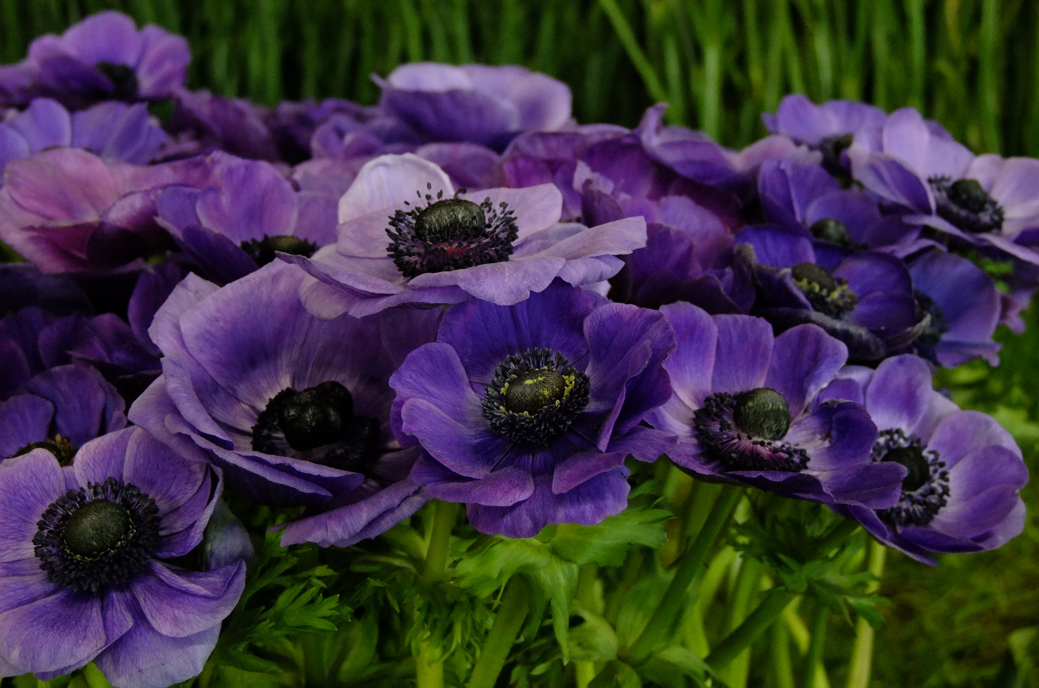 FujiFilm FinePix S200EXR (FinePix S205EXR) sample photo. The pansies of thought photography