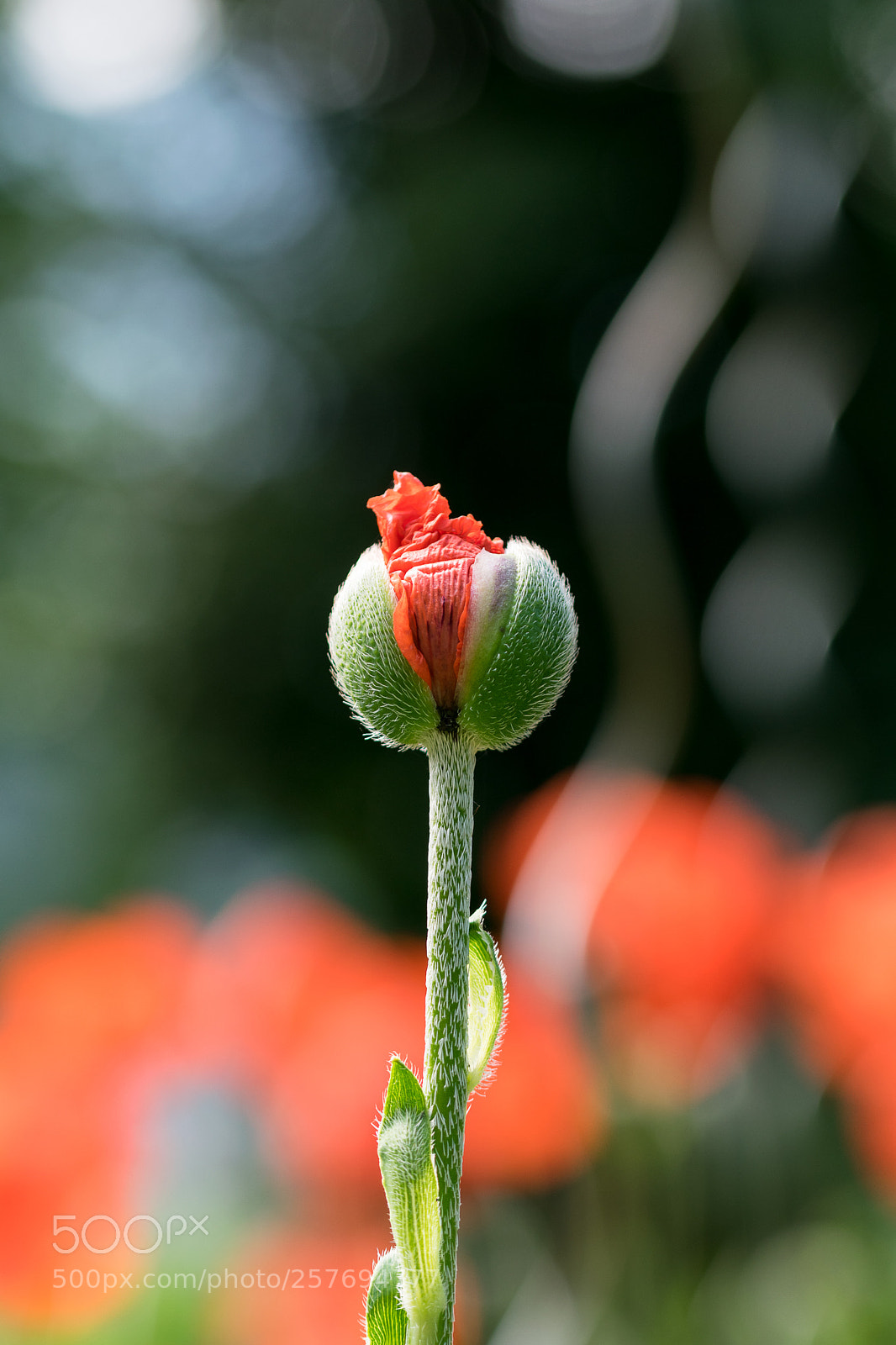 Nikon D3300 sample photo. Bud photography