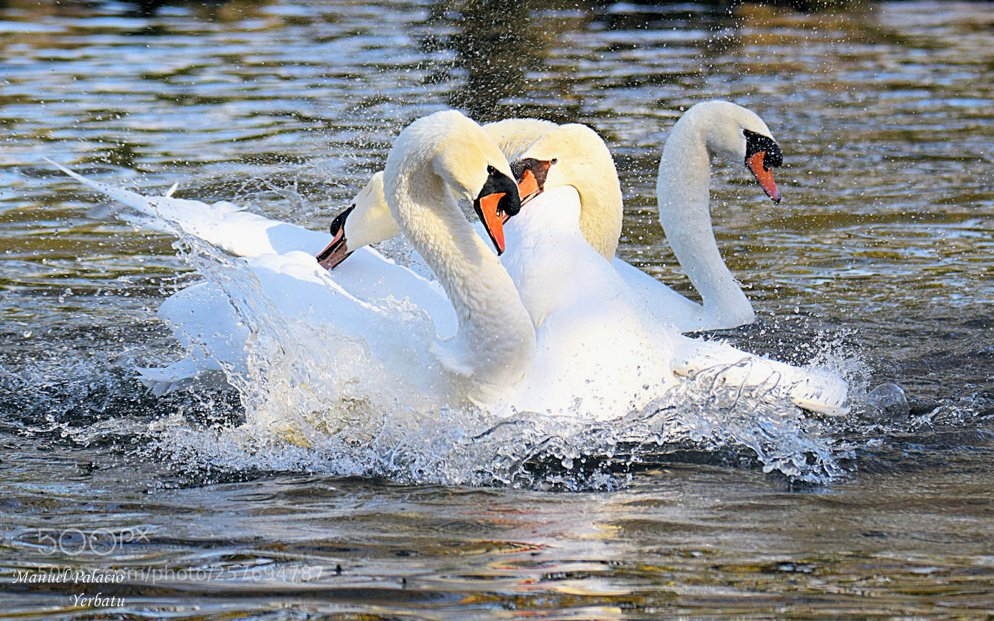 Nikon D5300 sample photo. Cisnes blancos,luchándo photography