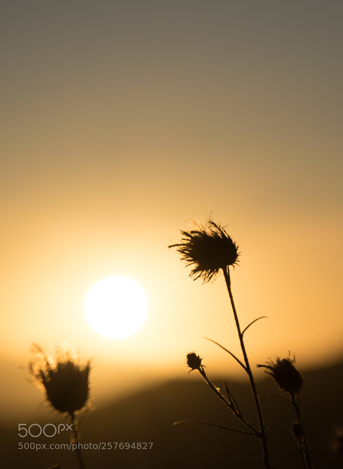 Nikon D5300 sample photo. Sadness photography