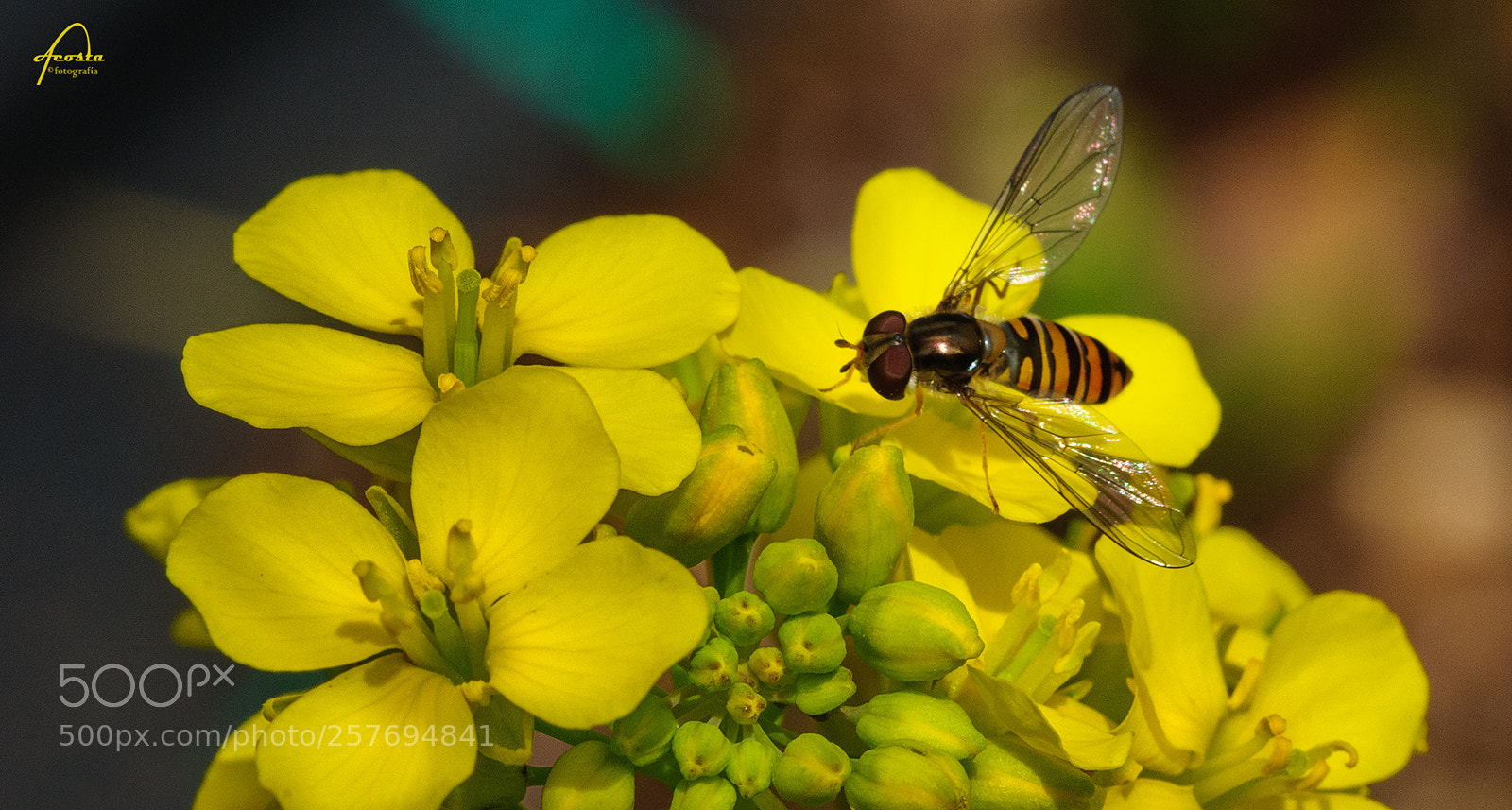 Nikon D300S sample photo. Insect 2 photography