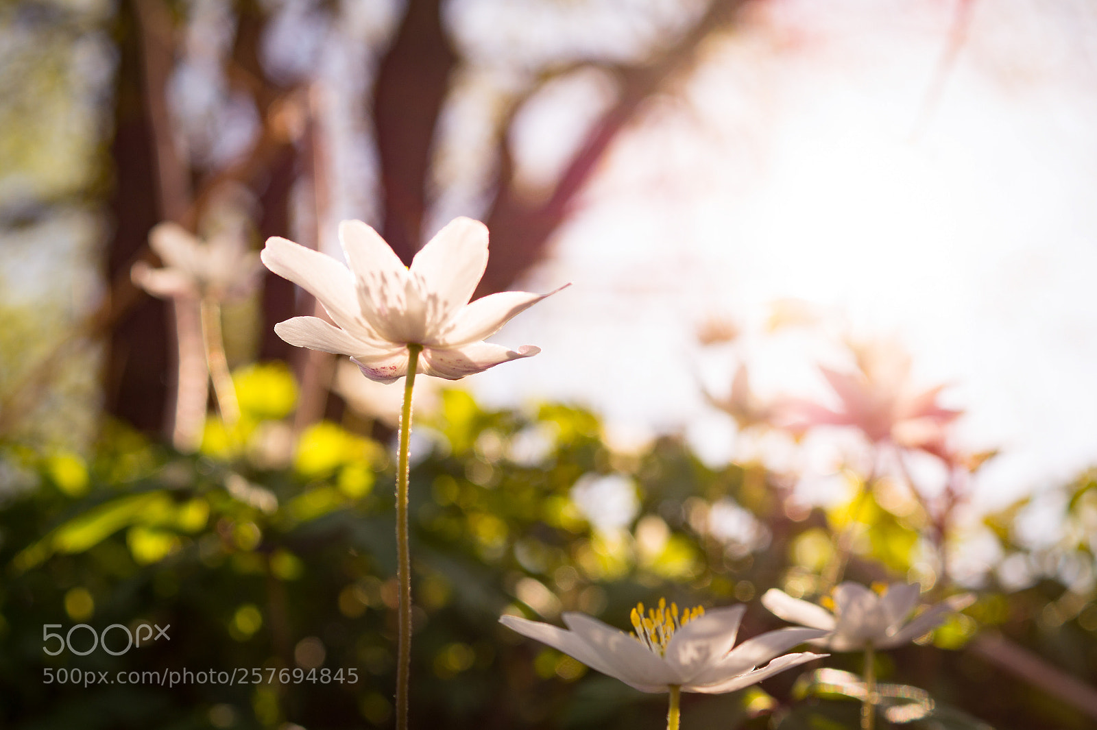 Sony SLT-A58 sample photo. Bading in sunlight photography