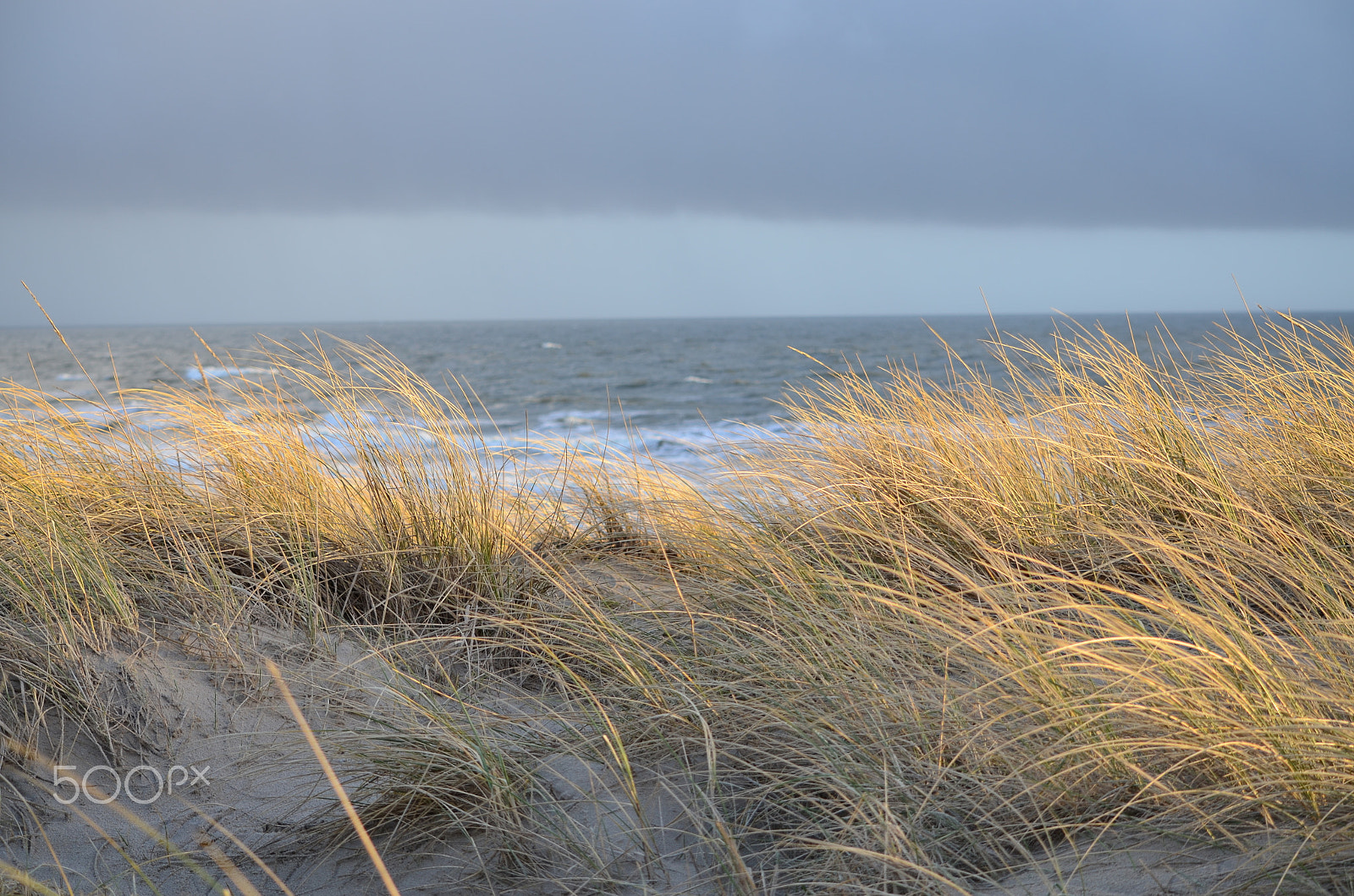 Nikon D5100 sample photo. Dünengras in der abendsonne photography