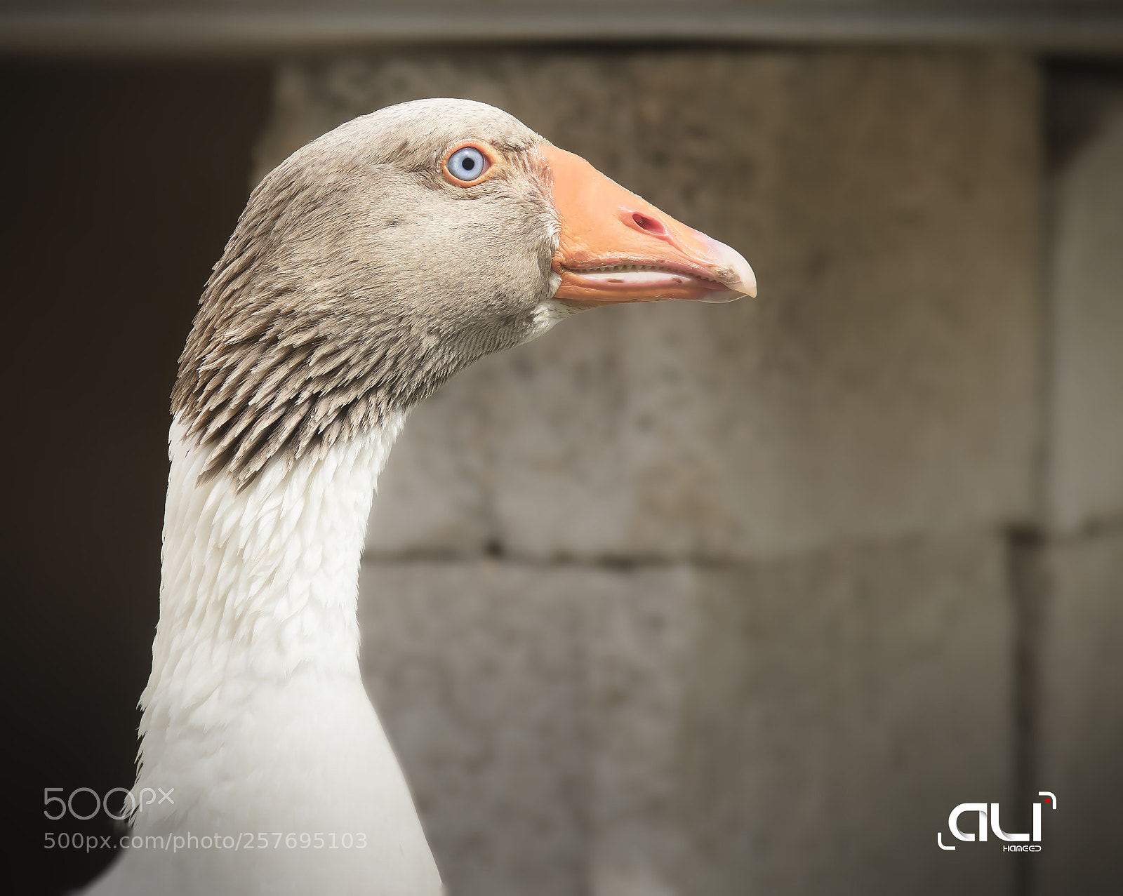 Canon EOS 7D Mark II sample photo. Copy photography