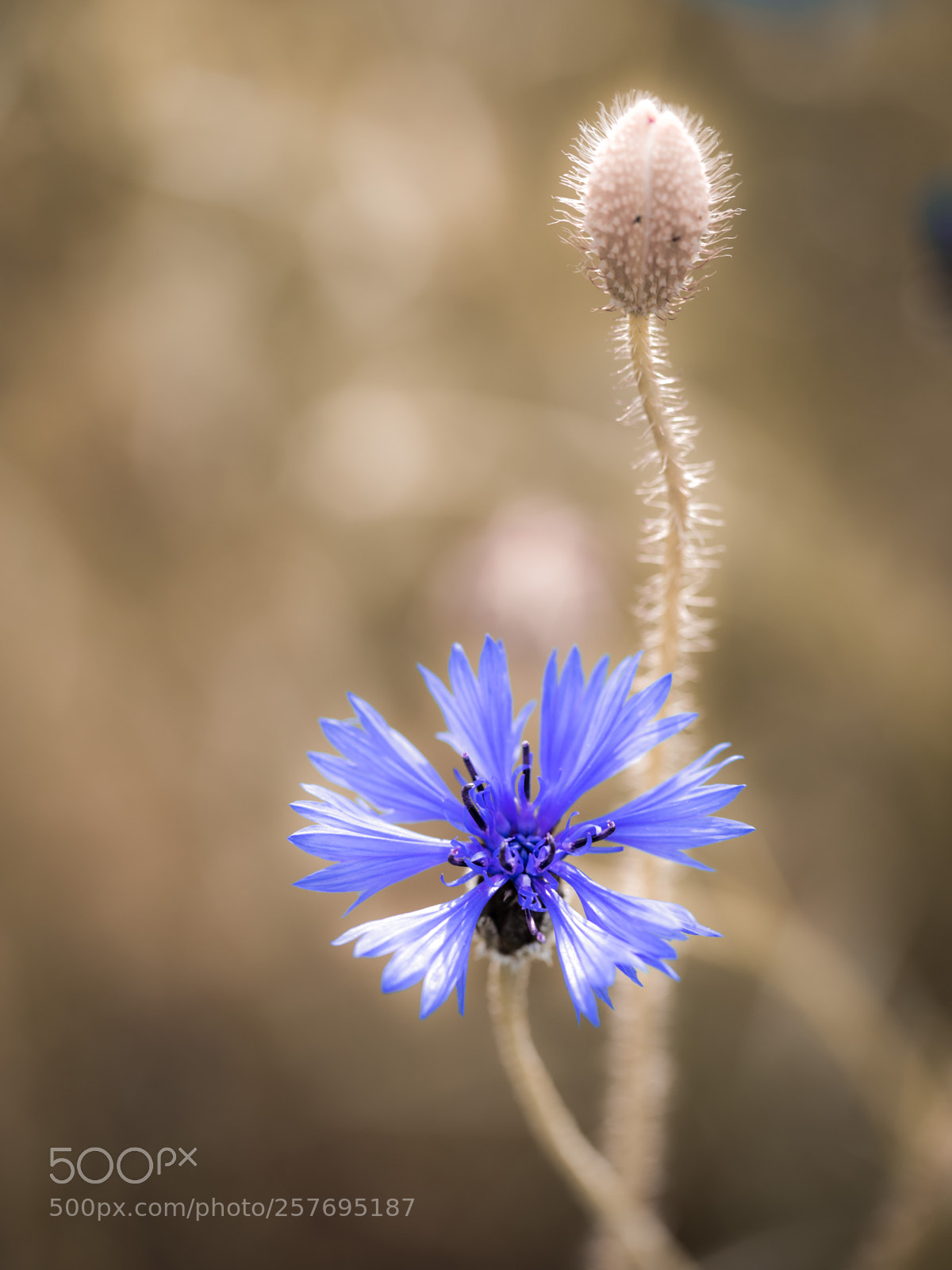Canon EOS 6D sample photo. Cornflower & bud photography
