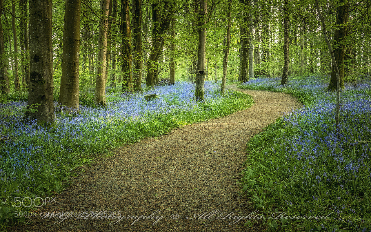 Fujifilm X-T2 sample photo. "portglenone forest" photography