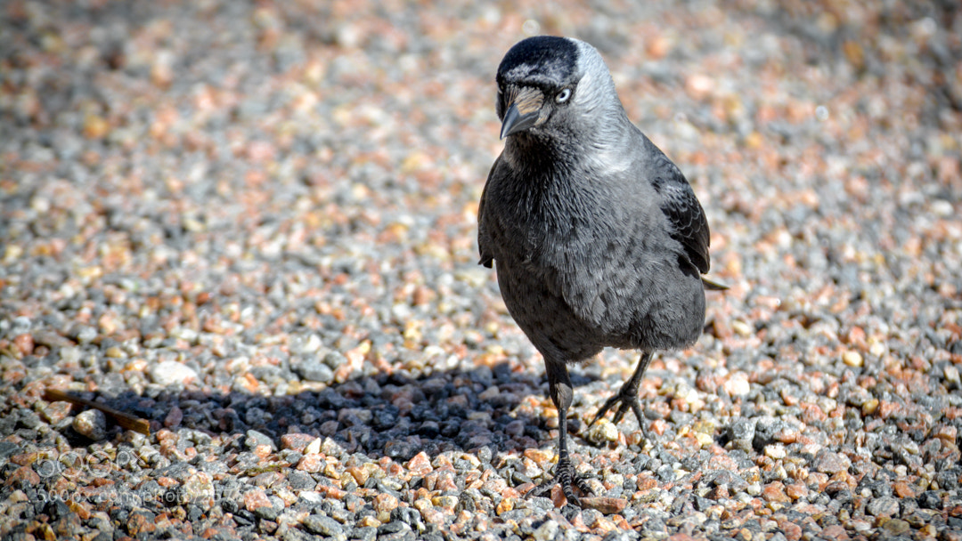 Nikon D5200 sample photo. Captain jackdaw. photography