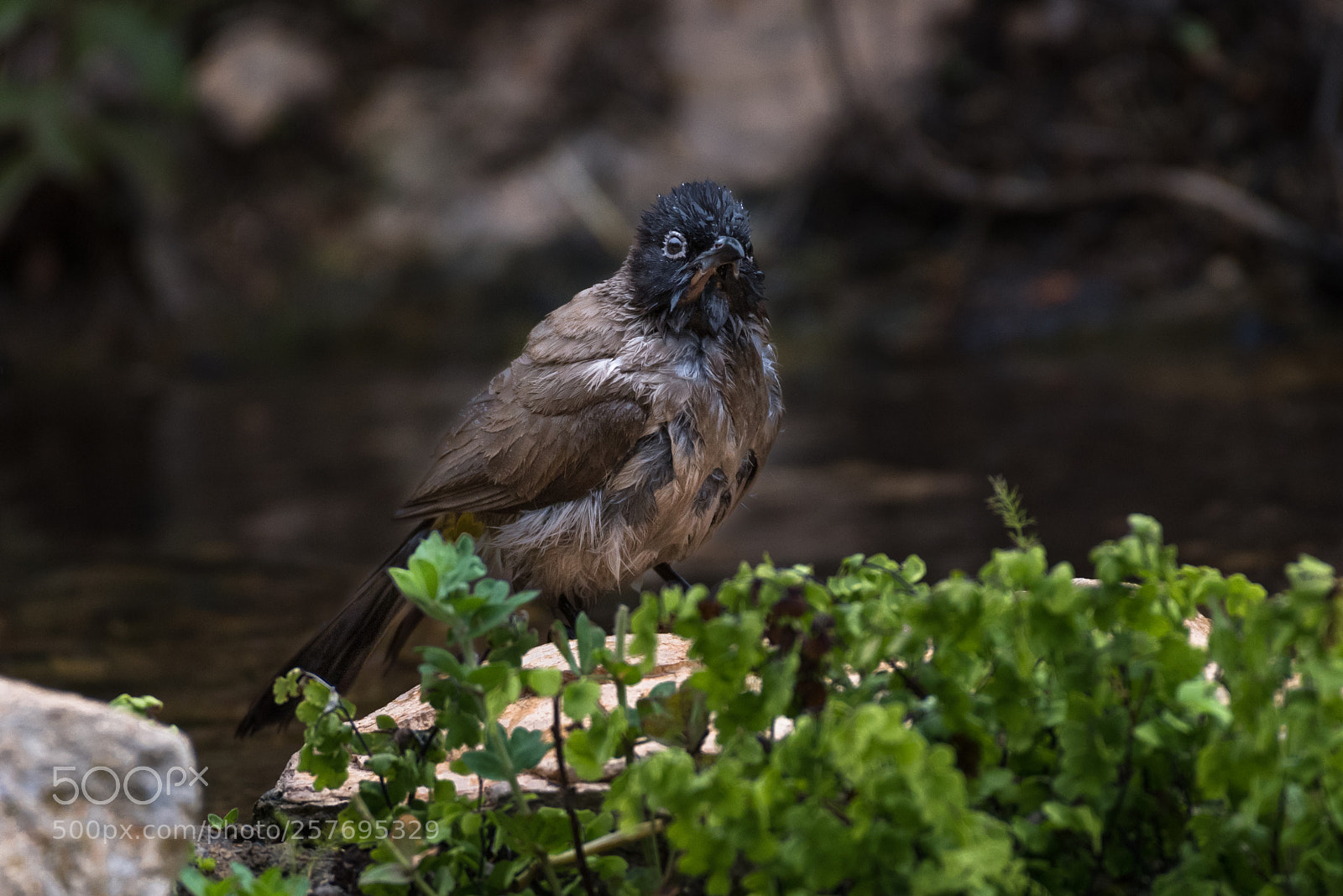 Nikon D850 sample photo. Clean bulbul photography