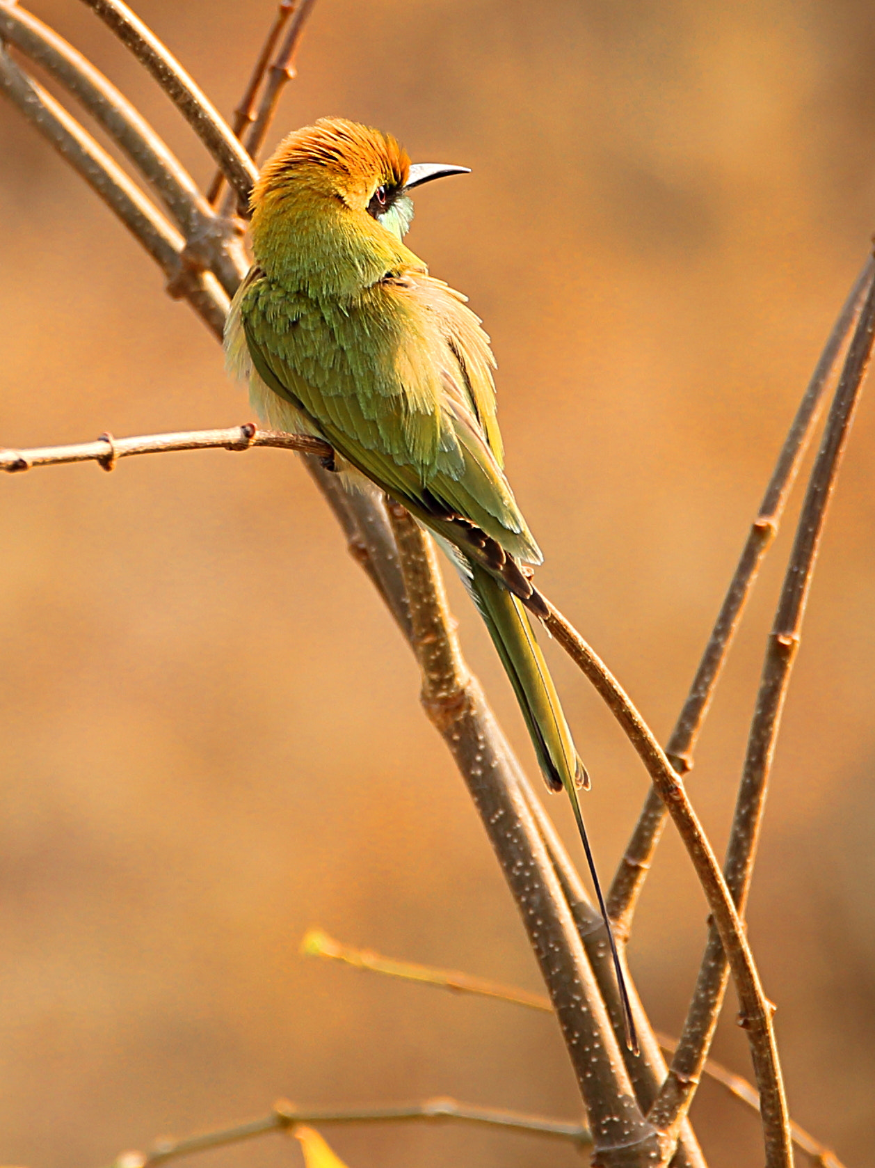 Tamron SP 150-600mm F5-6.3 Di VC USD sample photo. Green bee eater photography