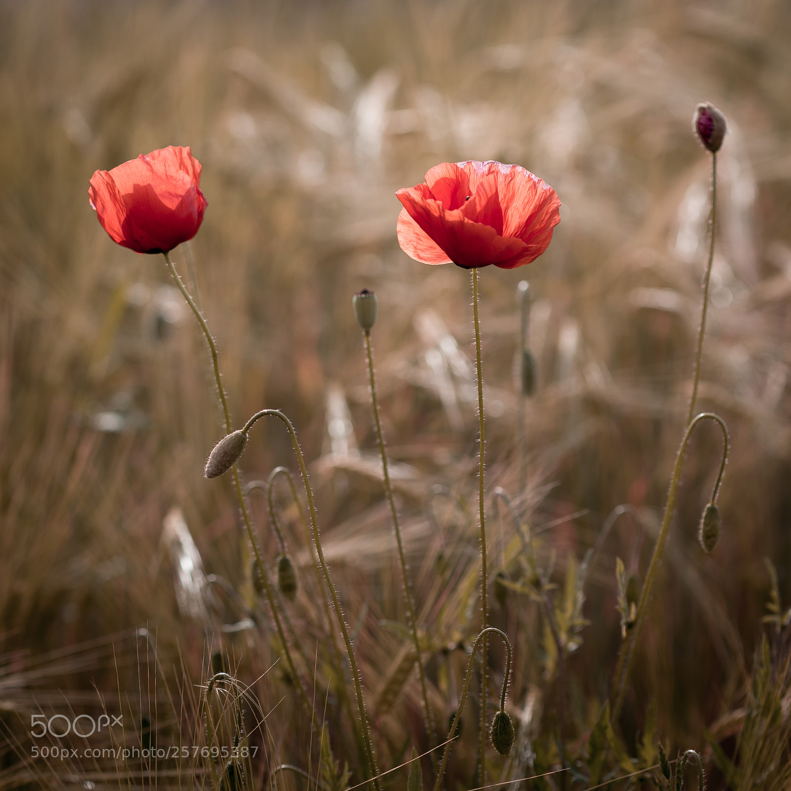 Canon EOS 6D sample photo. Poppys photography