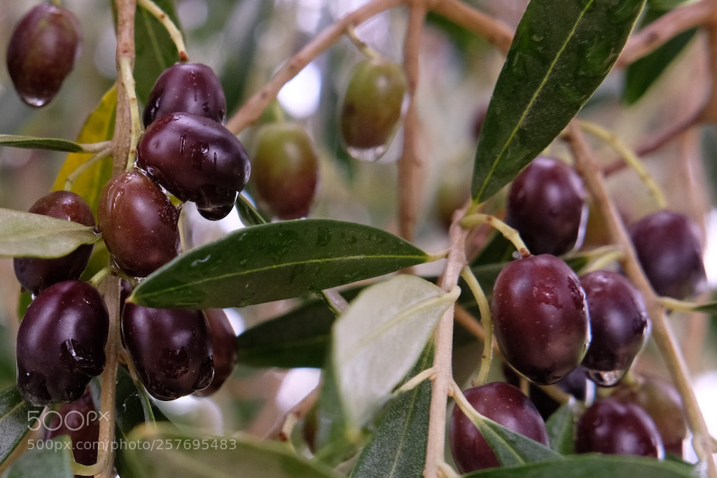 Fujifilm X-T2 sample photo. Olives on tree photography