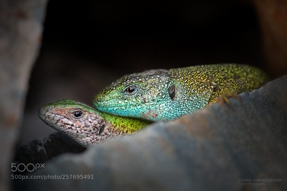 Nikon D500 sample photo. Lizards romance photography