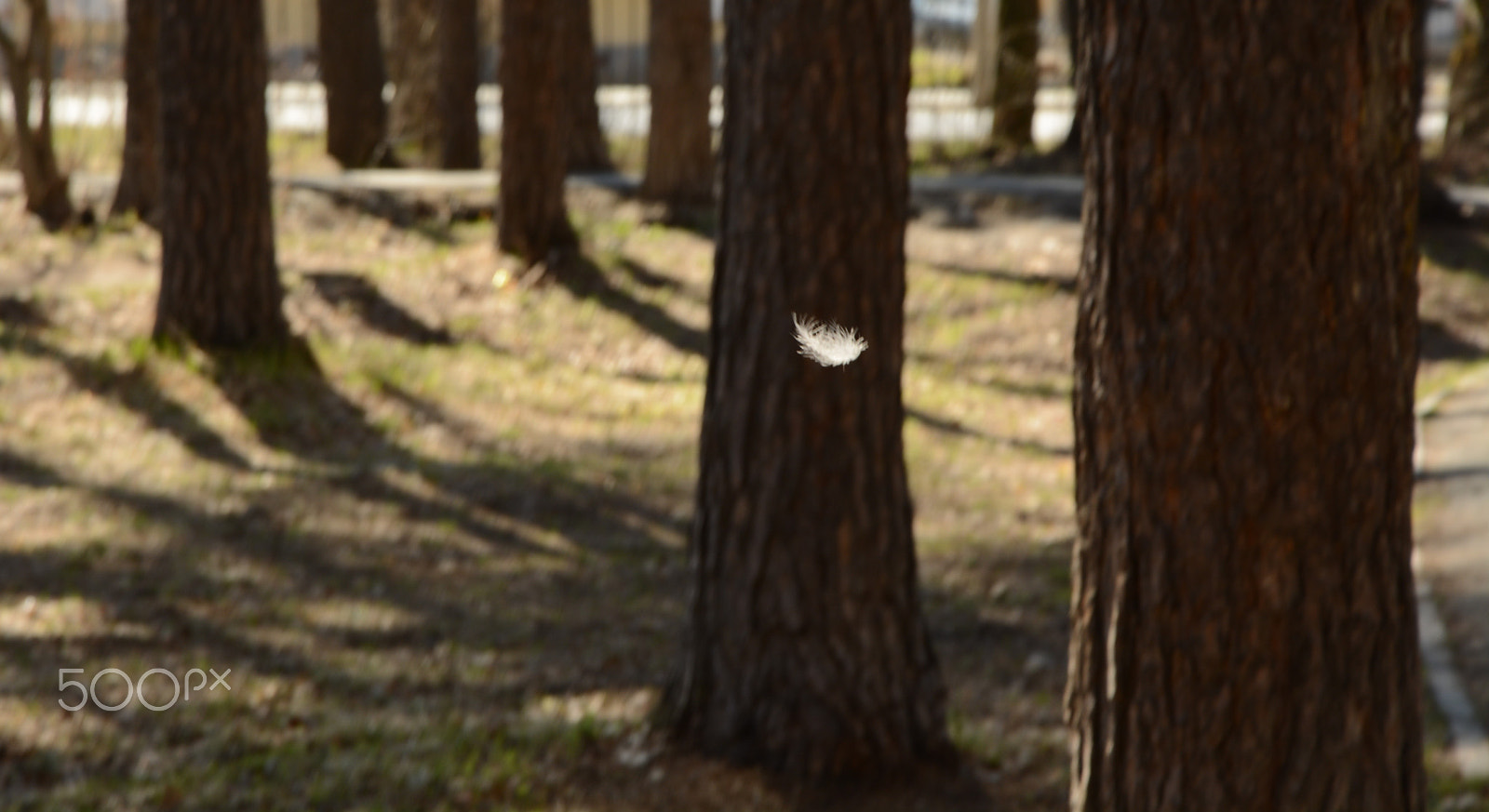 Nikon D7100 sample photo. White feather photography