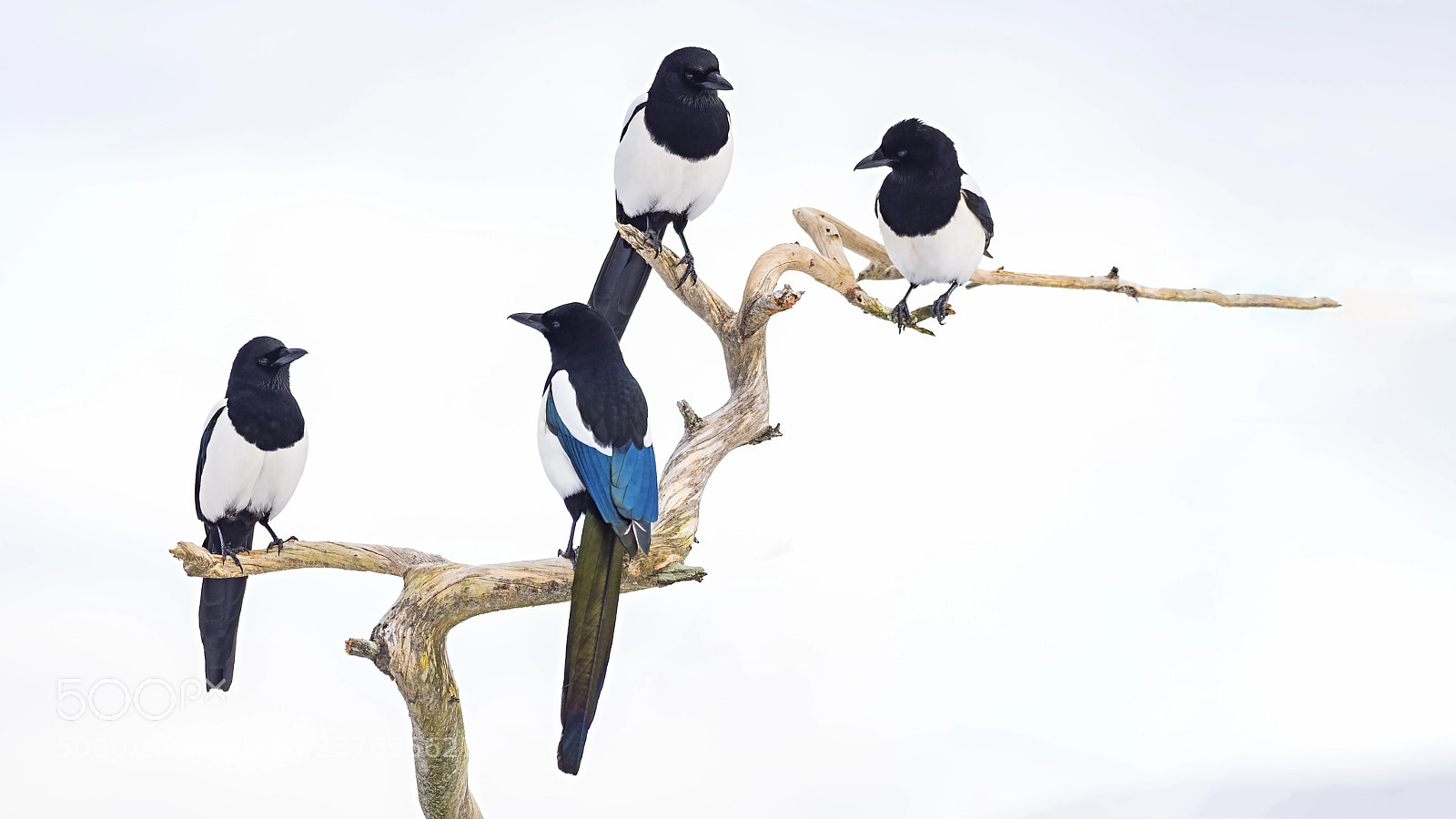 Panasonic Lumix DC-G9 sample photo. Eurasian magpie photography