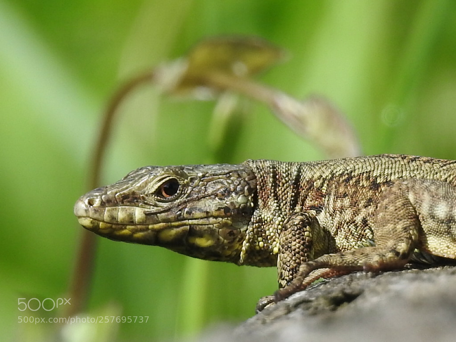 Nikon Coolpix P900 sample photo. Lizzard photography
