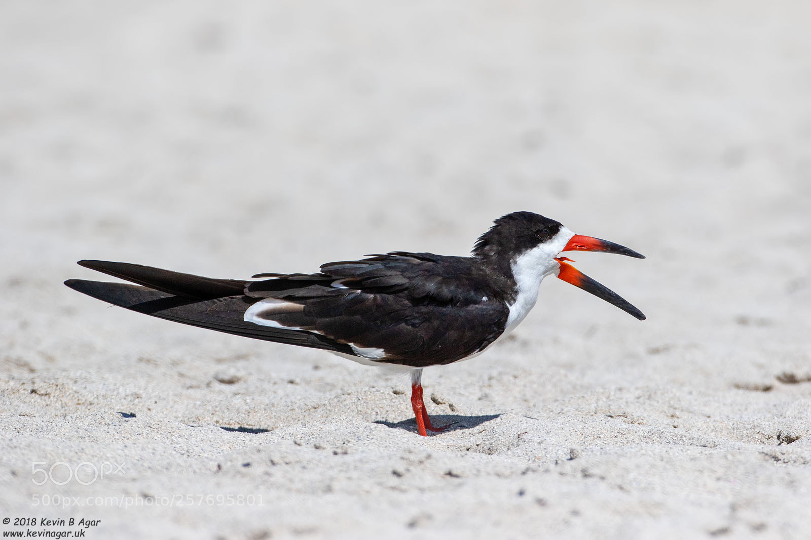 Canon EOS 7D Mark II sample photo. Black skimmer, rynchops niger photography