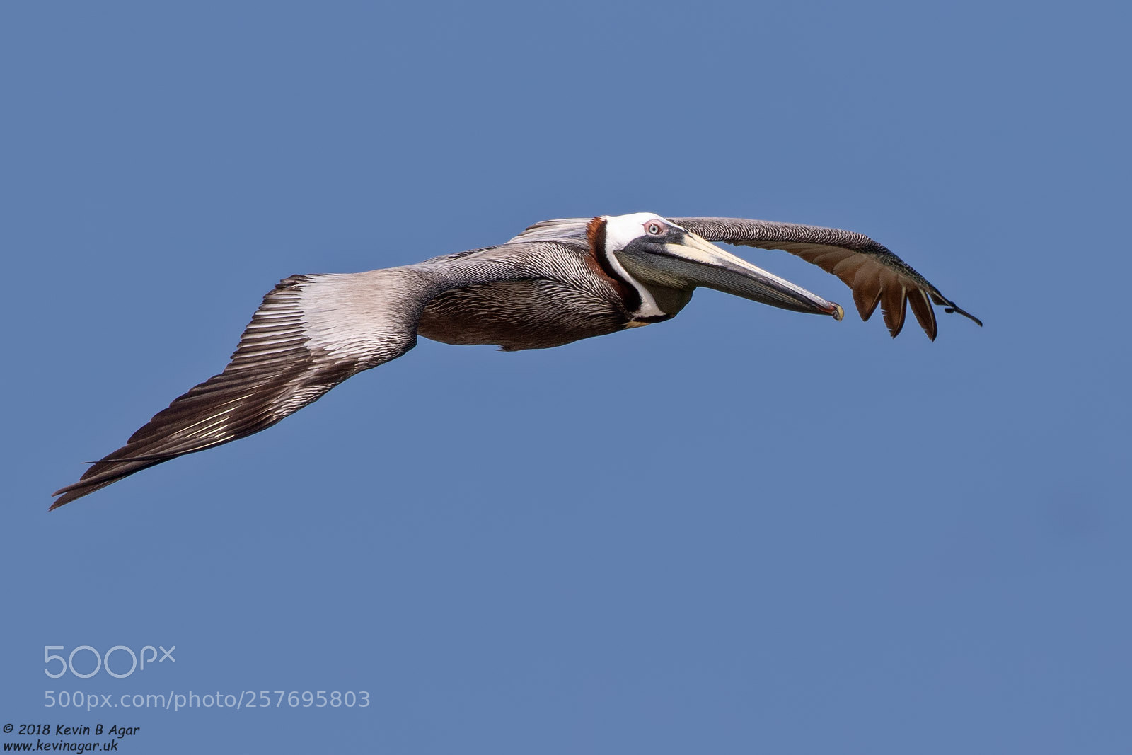Canon EOS 7D Mark II sample photo. Brown pelican, pelecanus occidentalis photography
