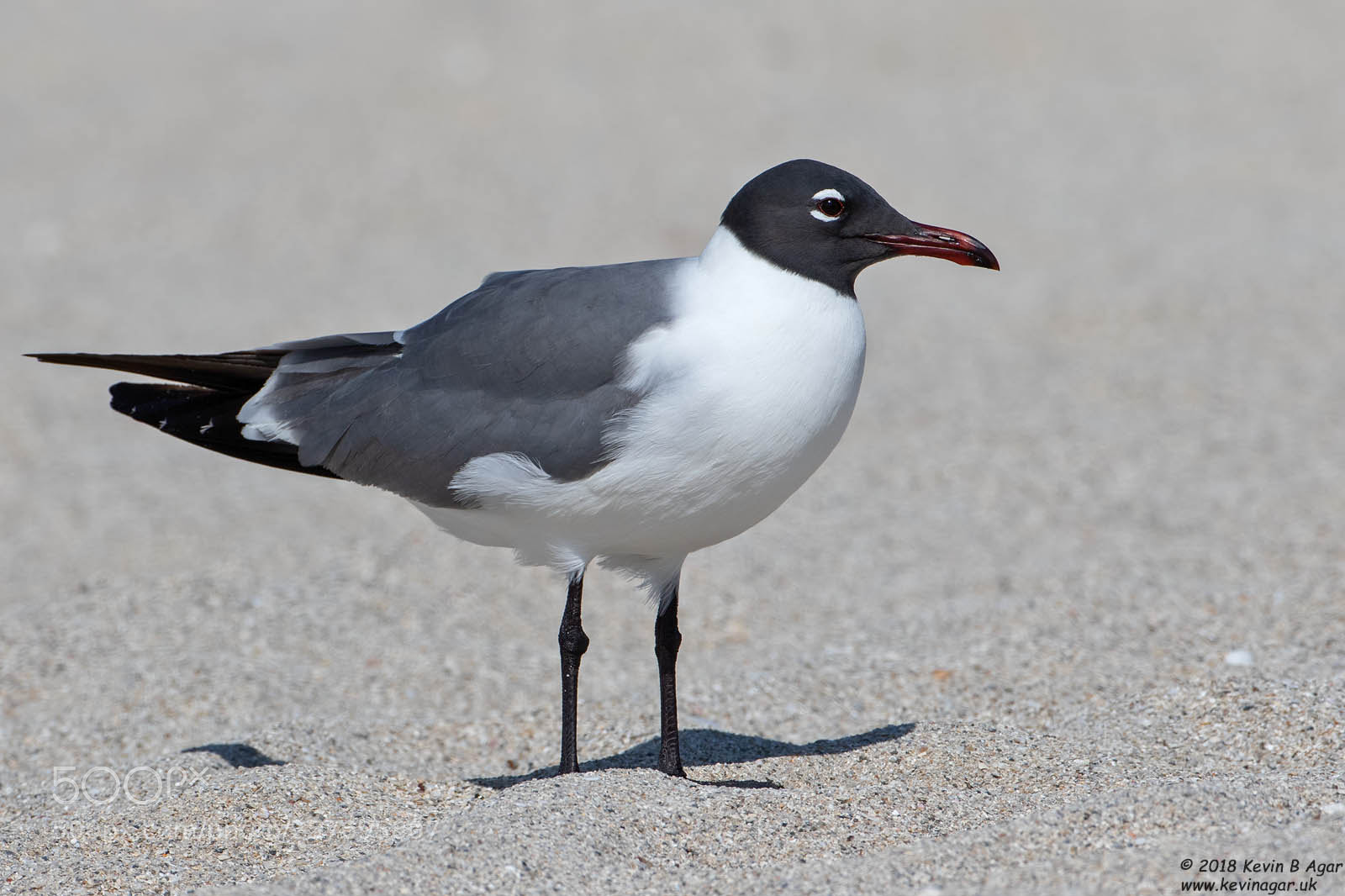 Canon EOS 7D Mark II sample photo. Laughing gull, leucophaeus atricilla photography