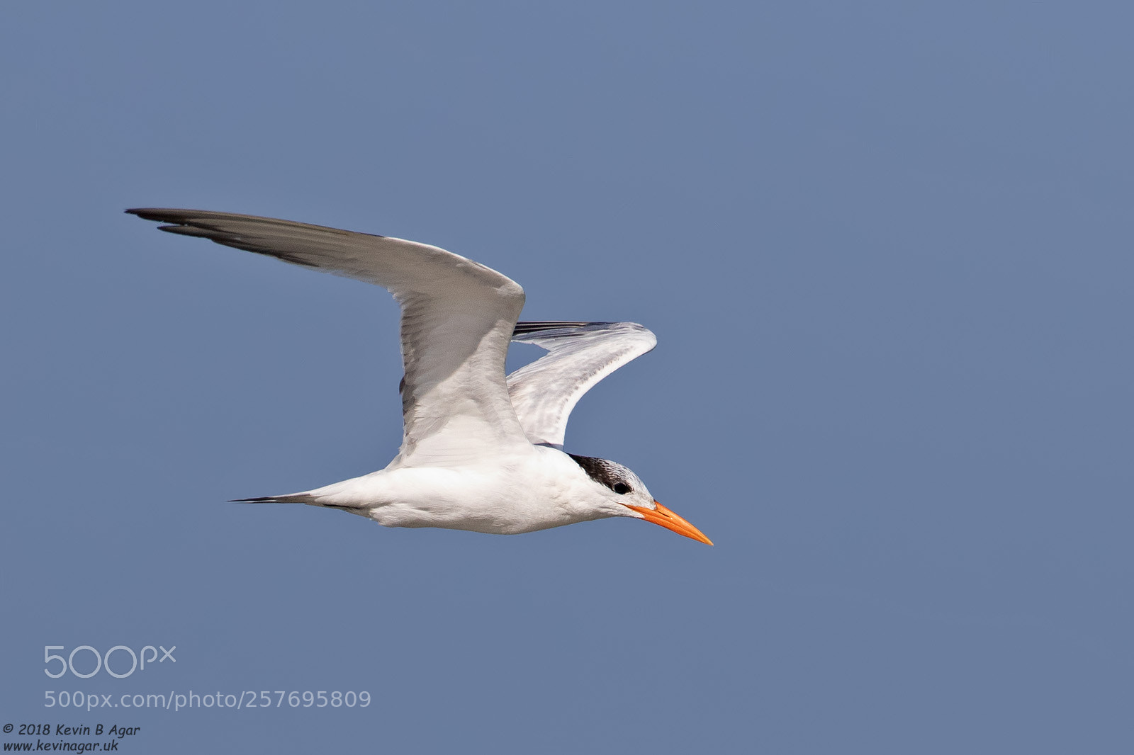 Canon EOS 7D Mark II sample photo. Royal tern, thalasseus maximus photography