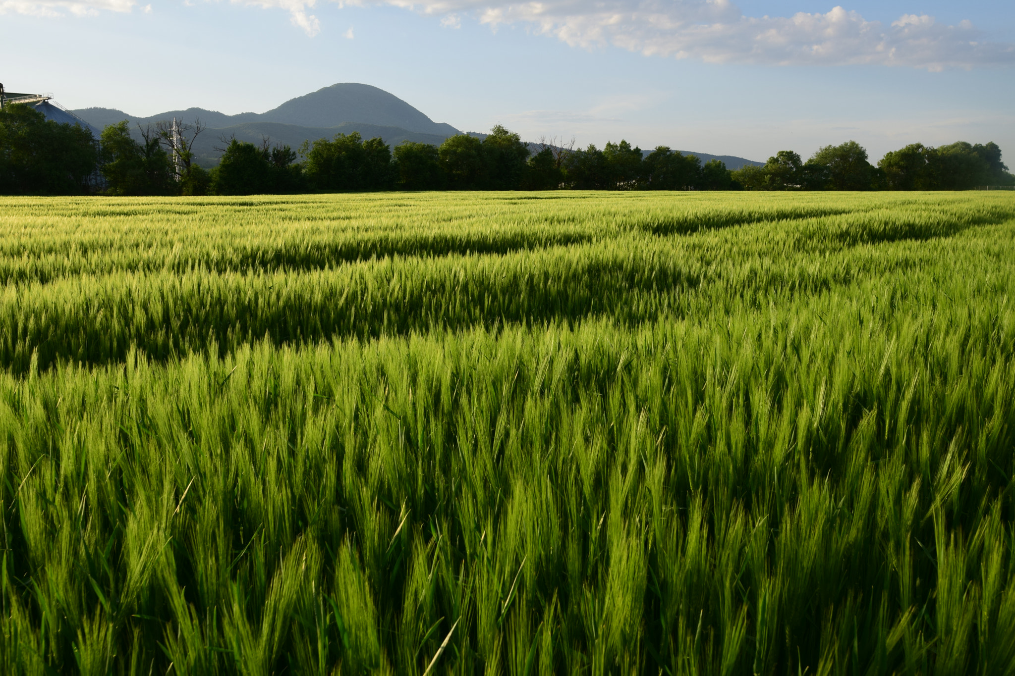 Nikon D3300 + Nikon AF-S Nikkor 20mm F1.8G ED sample photo. All green photography