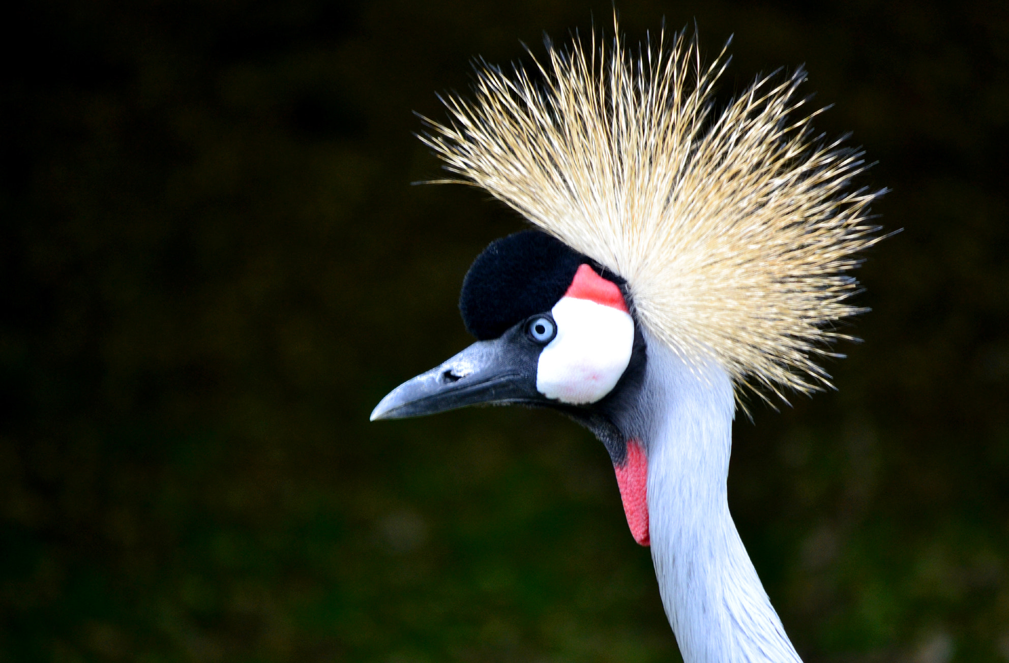 Nikon D3100 sample photo. Crowned photography