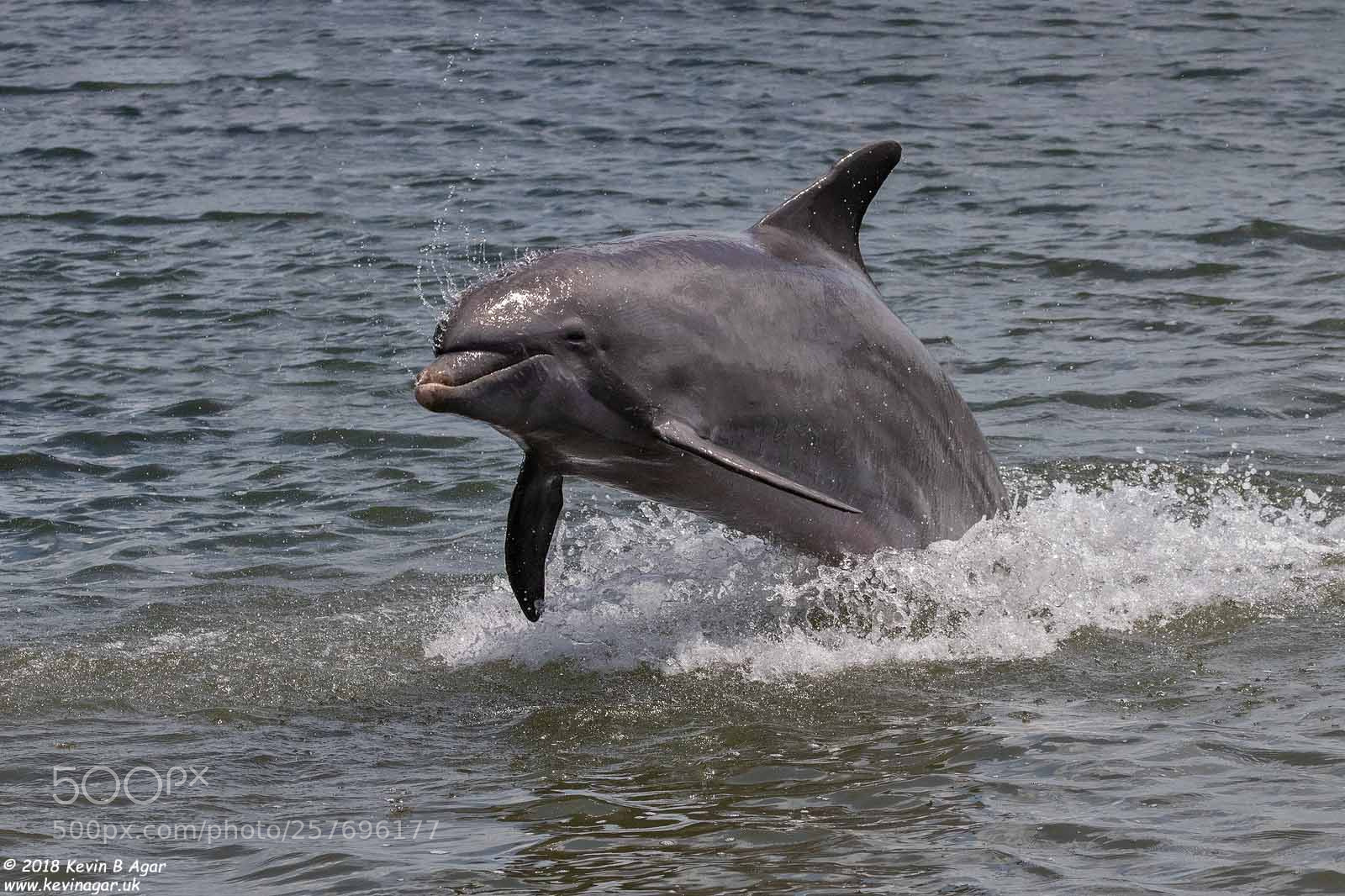 Canon EOS 7D Mark II sample photo. Dolphin photography