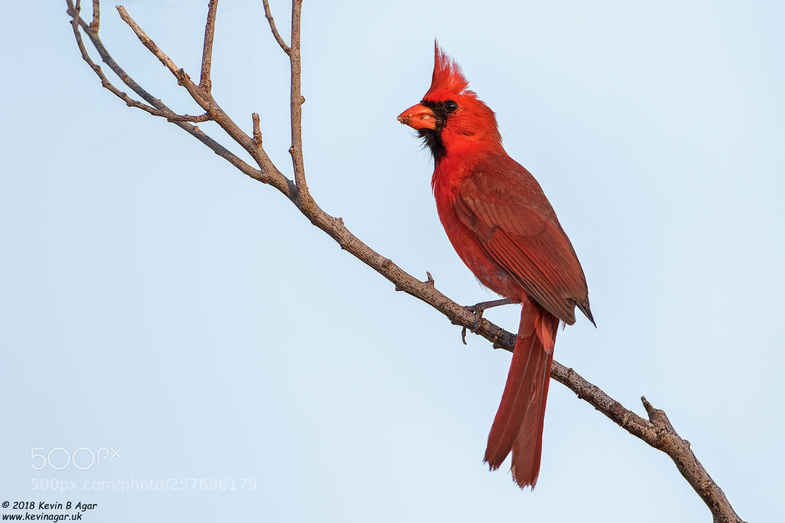 Canon EOS 7D Mark II sample photo. Cardinal, cardinalis cardinalis photography