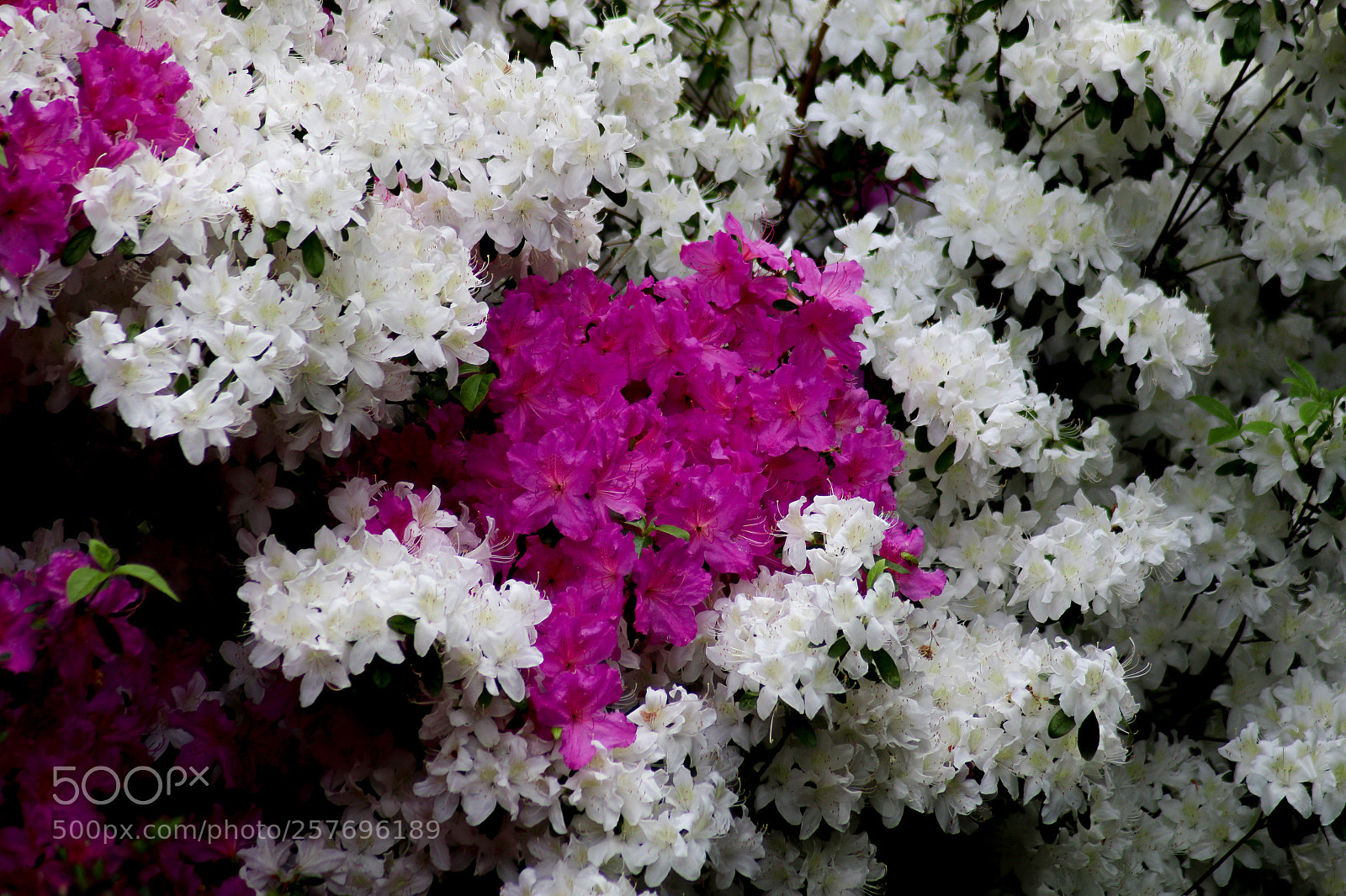 Canon EOS 70D sample photo. Blüten photography