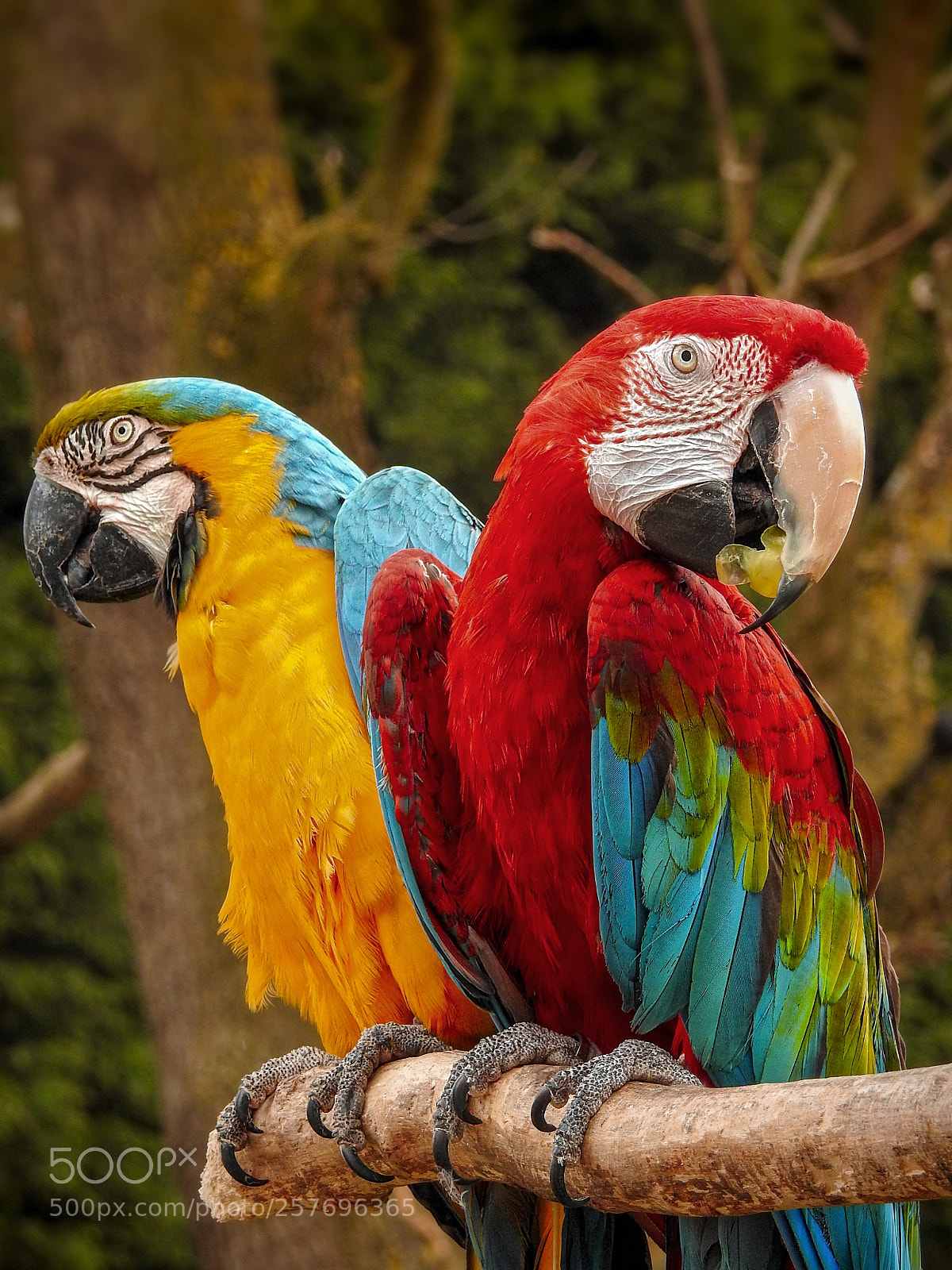 Nikon Coolpix P900 sample photo. Macaws photography