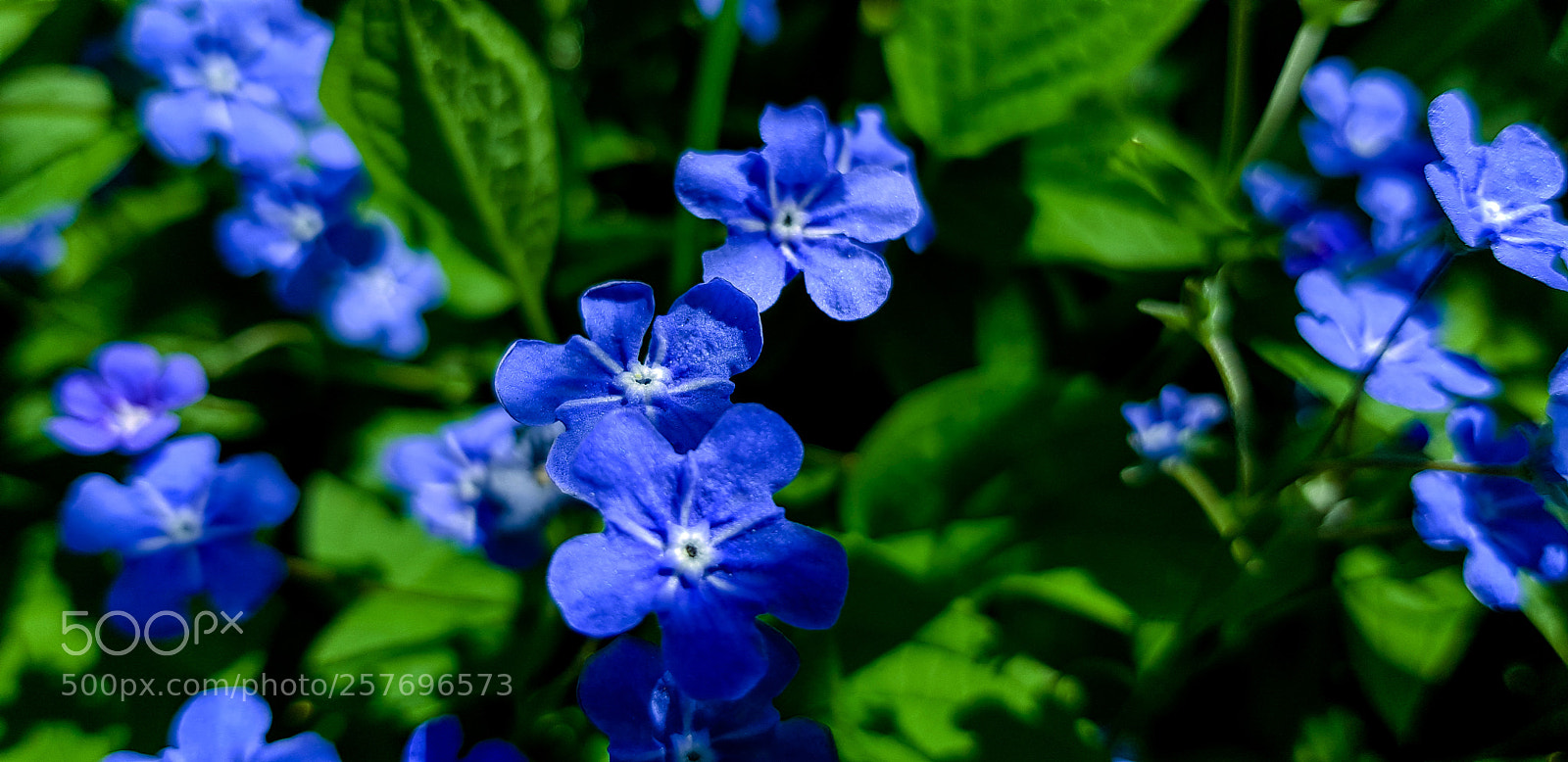 Samsung Galaxy S8 sample photo. Blue flowers in a photography