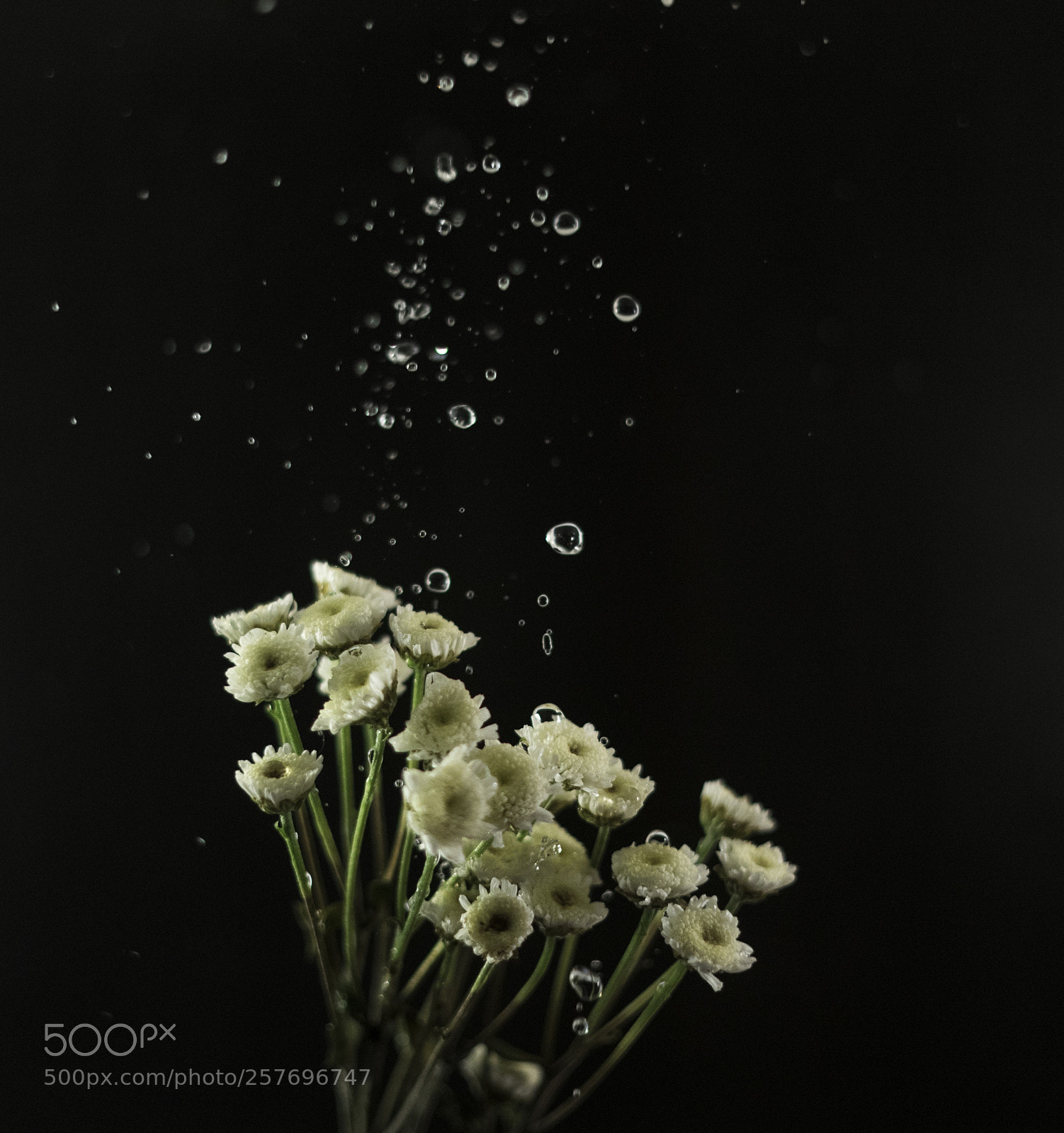 Sony a7 sample photo. White flowers with water photography