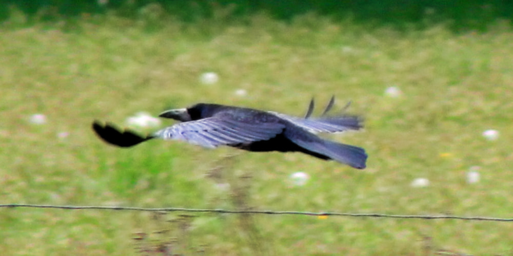 Canon EF 75-300mm f/4-5.6 sample photo. Northern raven photography